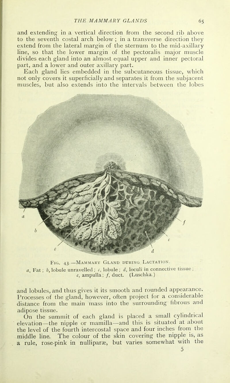 and extending in a vertical direction from the second rib above to the seventh costal arch below ; in a transverse direction they extend from the lateral margin of the sternum to the mid-axillary line, so that the lower margin of the pectoralis major muscle divides each gland into an almost equal upper and inner pectoral part, and a lower and outer axillary part. Each gland lies embedded in the subcutaneous tissue, which not only covers it superficially and separates it from the subjacent muscles, but also extends into the intervals between the lobes Fig. 43.—Mammary Gland during Lactation. a, Fat ; b, lobule unravelled ; c, lobule ; d, loculi in connective tissue ; e, ampulla ; /.duct. (Luschka.) and lobules, and thus gives it its smooth and rounded appearance. Processes of the gland, however, often project for a considerable distance from the main mass into the surrounding fibrous and adipose tissue. On the summit of each gland is placed a small cylindrical elevation—the nipple or mamilla—and this is situated at about the level of the fourth intercostal space and four inches from the middle line. The colour of the skin covering the nipple is, as a rule, rose-pink in nulliparae, but varies somewhat with the 5