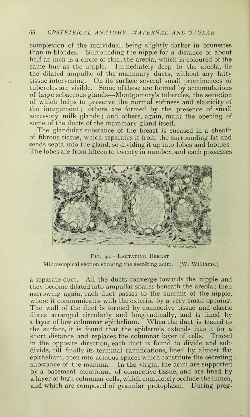 complexion of the individual, being slightly darker in brunettes than in blondes. Surrounding the nipple for a distance of about half an inch is a circle of skin, the areola, which is coloured of the same hue as the nipple. Immediately deep to the areola, lie the dilated ampullae of the mammary ducts, without any fatty tissue intervening. On its surface several small prominences or tubercles are visible. Some of these are formed by accumulations of large sebaceous glands—Montgomery’s tubercles, the secretion of which helps to preserve the normal softness and elasticity of the integument ; others are formed by the presence of small accessory milk glands ; and others, again, mark the opening of some of the ducts of the mammary gland itself. The glandular substance of the breast is encased in a sheath of fibrous tissue, which separates it from the surrounding fat and sends septa into the gland, so dividing it up into lobes and lobules. The lobes are from fifteen to twenty in number, and each possesses Fig. 44.—Lactating Breast. Microscopical section showing the secreting acini. (W. Williams.) a separate duct. All the ducts converge towards the nipple and they become dilated into ampullar spaces beneath the areola; then narrowing again, each duct passes to the summit of the nipple, where it communicates with the exterior by a very small opening. The wall of the duct is formed by connective tissue and elastic fibres arranged circularly and longitudinally, and is lined by a layer of low columnar epithelium. When the duct is traced to the surface, it is found that the epidermis extends into it for a short distance and replaces the columnar layer of cells. Traced in the opposite direction, each duct is found to divide and sub- divide, till finally its terminal ramifications, lined by almost flat epithelium, open into acinous spaces which constitute the secreting substance of the mamma. In the virgin, the acini are supported by a basement membrane of connective tissue, and are lined by a layer of high columnar cells, which completely occlude the lumen, and which are composed of granular protoplasm. During preg-