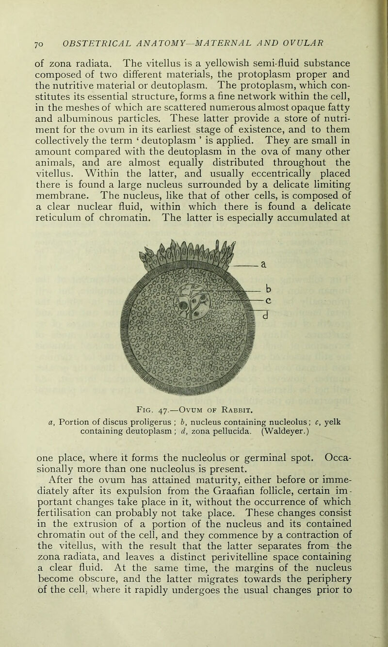 of zona radiata. The vitellus is a yellowish semi-fluid substance composed of two different materials, the protoplasm proper and the nutritive material or deutoplasm. The protoplasm, which con- stitutes its essential structure, forms a fine network within the cell, in the meshes of which are scattered numerous almost opaque fatty and albuminous particles. These latter provide a store of nutri- ment for the ovum in its earliest stage of existence, and to them collectively the term ‘ deutoplasm ’ is applied. They are small in amount compared with the deutoplasm in the ova of many other animals, and are almost equally distributed throughout the vitellus. Within the latter, and usually eccentrically placed there is found a large nucleus surrounded by a delicate limiting membrane. The nucleus, like that of other cells, is composed of a clear nuclear fluid, within which there is found a delicate reticulum of chromatin. The latter is especially accumulated at Fig. 47.—Ovum of Rabbit. a, Portion of discus proligerus ; b, nucleus containing nucleolus; c, yelk containing deutoplasm ; d, zona pellucida. (Waldeyer.) one place, where it forms the nucleolus or germinal spot. Occa- sionally more than one nucleolus is present. After the ovum has attained maturity, either before or imme- diately after its expulsion from the Graafian follicle, certain im- portant changes take place in it, without the occurrence of which fertilisation can probably not take place. These changes consist in the extrusion of a portion of the nucleus and its contained chromatin out of the cell, and they commence by a contraction of the vitellus, with the result that the latter separates from the zona radiata, and leaves a distinct perivitelline space containing a clear fluid. At the same time, the margins of the nucleus become obscure, and the latter migrates towards the periphery of the cell, where it rapidly undergoes the usual changes prior to