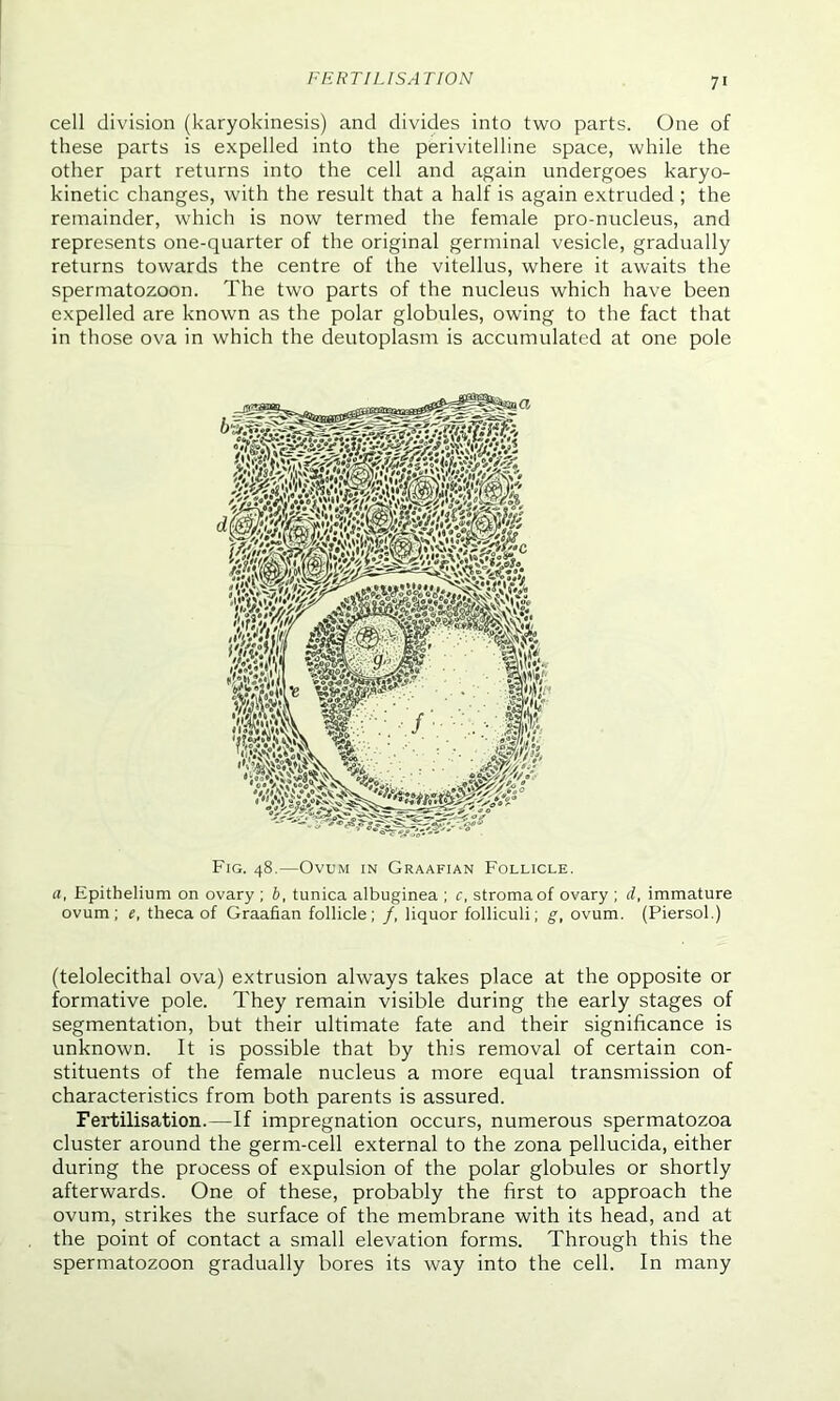 FERTILISA TION cell division (karyokinesis) and divides into two parts. One of these parts is expelled into the perivitelline space, while the other part returns into the cell and again undergoes karyo- kinetic changes, with the result that a half is again extruded ; the remainder, which is now termed the female pro-nucleus, and represents one-quarter of the original germinal vesicle, gradually returns towards the centre of the vitellus, where it awaits the spermatozoon. The two parts of the nucleus which have been expelled are known as the polar globules, owing to the fact that in those ova in which the deutoplasm is accumulated at one pole Fig. 48.—Ovum in Graafian Follicle. a, Epithelium on ovary ; b, tunica albuginea ; c, stroma of ovary ; d, immature ovum; e, theca of Graafian follicle ; /, liquor folliculi; g, ovum. (Piersol.) (telolecithal ova) extrusion always takes place at the opposite or formative pole. They remain visible during the early stages of segmentation, but their ultimate fate and their significance is unknown. It is possible that by this removal of certain con- stituents of the female nucleus a more equal transmission of characteristics from both parents is assured. Fertilisation.—If impregnation occurs, numerous spermatozoa cluster around the germ-cell external to the zona pellucida, either during the process of expulsion of the polar globules or shortly afterwards. One of these, probably the first to approach the ovum, strikes the surface of the membrane with its head, and at the point of contact a small elevation forms. Through this the spermatozoon gradually bores its way into the cell. In many
