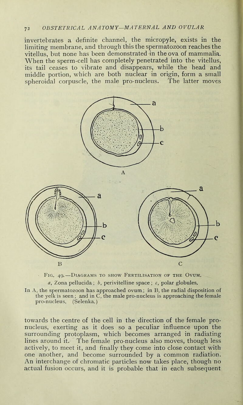 invertebrates a definite channel, the micropyle, exists in the limiting membrane, and through this the spermatozoon reaches the vitellus, but none has been demonstrated in the ova of mammalia. When the sperm-cell has completely penetrated into the vitellus, its tail ceases to vibrate and disappears, while the head and middle portion, which are both nuclear in origin, form a small spheroidal corpuscle, the male pro-nucleus. The latter moves Fig. 49.—Diagrams to show Fertilisation of the Ovum. a, Zona pellucida ; b, perivitelline space ; c, polar globules. In A, the spermatozoon has approached ovum.; in B, the radial disposition of the yelk is seen ; and in C, the male pro-nucleus is approaching the female pro-nucleus. (Selenka.) towards the centre of the cell in the direction of the female pro- nucleus, exerting as it does so a peculiar influence upon the surrounding protoplasm, which becomes arranged in radiating lines around it. The female pro-nucleus also moves, though less actively, to meet it, and finally they come into close contact with one another, and become surrounded by a common radiation. An interchange of chromatic particles now takes place, though no actual fusion occurs, and it is probable that in each subsequent