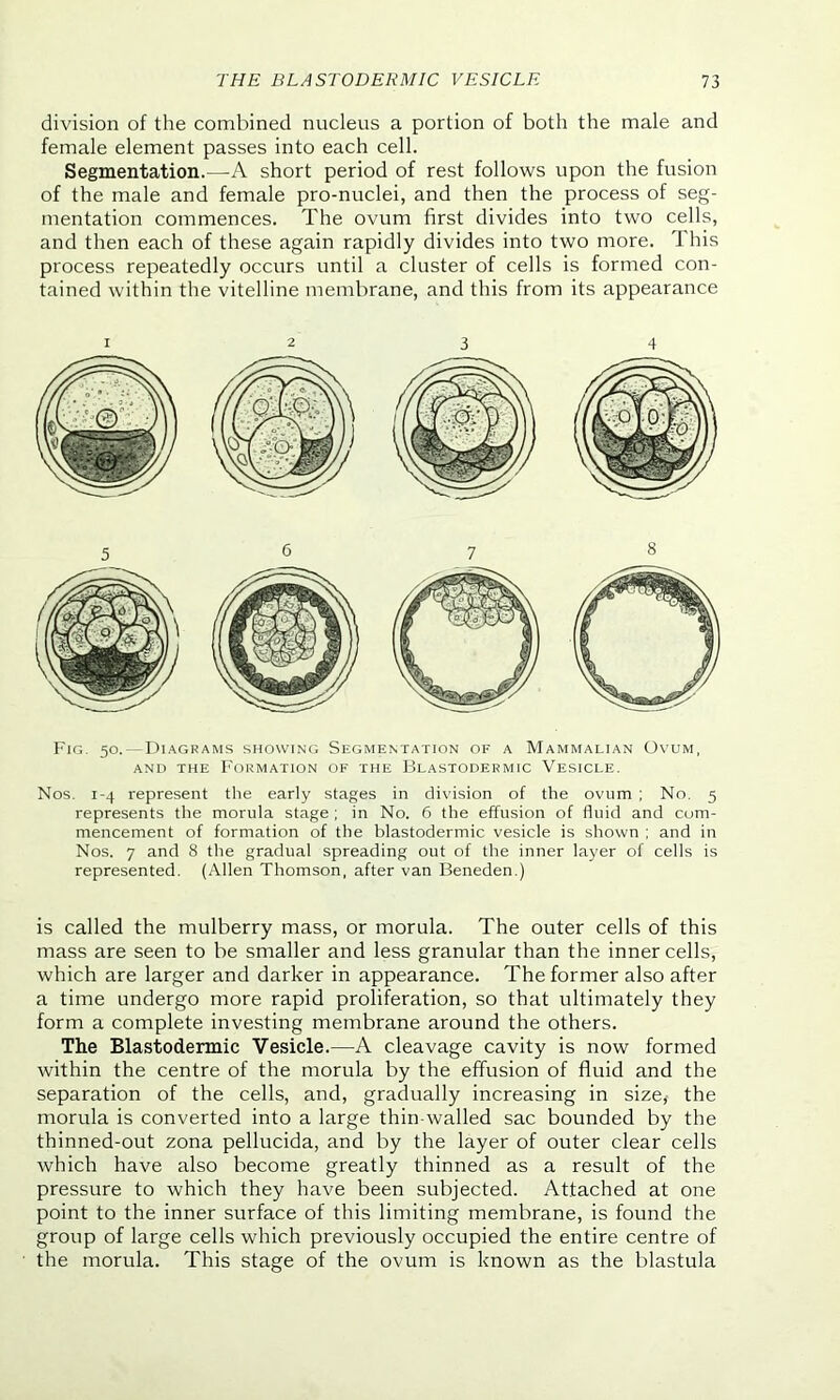 division of the combined nucleus a portion of both the male and female element passes into each cell. Segmentation.—A short period of rest follows upon the fusion of the male and female pro-nuclei, and then the process of seg- mentation commences. The ovum first divides into two cells, and then each of these again rapidly divides into two more. This process repeatedly occurs until a cluster of cells is formed con- tained within the vitelline membrane, and this from its appearance Fig. 50.— Diagrams showing Segmentation of a Mammalian Ovum, and the Formation of the Blastodermic Vesicle. Nos. 1-4 represent the early stages in division of the ovum ; No. 5 represents the morula stage ; in No. 6 the effusion of fluid and com- mencement of formation of the blastodermic vesicle is shown ; and in Nos. 7 and 8 the gradual spreading out of the inner layer of cells is represented. (Allen Thomson, after van Beneden.) is called the mulberry mass, or morula. The outer cells of this mass are seen to be smaller and less granular than the inner cells, which are larger and darker in appearance. The former also after a time undergo more rapid proliferation, so that ultimately they form a complete investing membrane around the others. The Blastodermic Vesicle.—A cleavage cavity is now formed within the centre of the morula by the effusion of fluid and the separation of the cells, and, gradually increasing in size,- the morula is converted into a large thin-walled sac bounded by the thinned-out zona pellucida, and by the layer of outer clear cells which have also become greatly thinned as a result of the pressure to which they have been subjected. Attached at one point to the inner surface of this limiting membrane, is found the group of large cells which previously occupied the entire centre of the morula. This stage of the ovum is known as the blastula