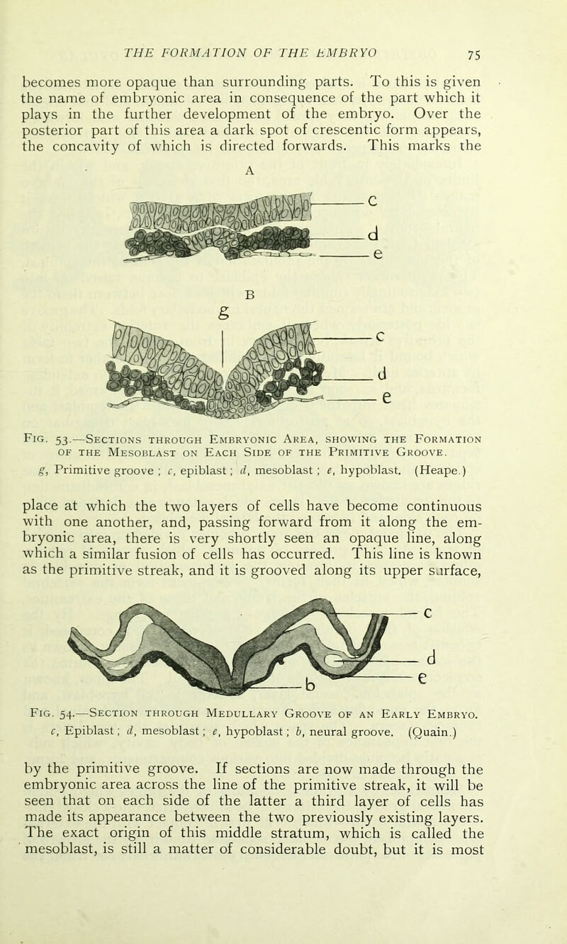 becomes more opaque than surrounding parts. To this is given the name of embryonic area in consequence of the part which it plays in the further development of the embryo. Over the posterior part of this area a dark spot of crescentic form appears, the concavity of which is directed forwards. This marks the A Fig. 53.—Sections through Embryonic Area, showing the Formation OF THE MeSOBLAST ON EACH SlDE OF THE PRIMITIVE GROOVE. g, Primitive groove ; c, epiblast; d, mesoblast ; e, hypoblast. (Heape.) place at which the two layers of cells have become continuous with one another, and, passing forward from it along the em- bryonic area, there is very shortly seen an opaque line, along which a similar fusion of cells has occurred. This line is known as the primitive streak, and it is grooved along its upper surface, C d Fig. 54.—Section through Medullary Groove of an Early Embryo. c, Epiblast; d, mesoblast; e, hypoblast; b, neural groove. (Quain.) by the primitive groove. If sections are now made through the embryonic area across the line of the primitive streak, it will be seen that on each side of the latter a third layer of cells has made its appearance between the two previously existing layers. The exact origin of this middle stratum, which is called the mesoblast, is still a matter of considerable doubt, but it is most