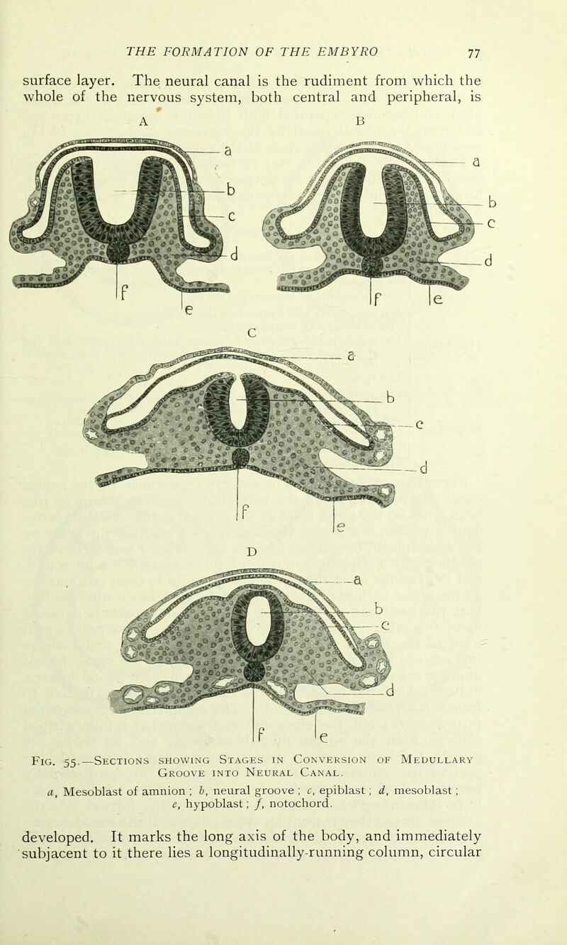 surface layer. The neural canal is the rudiment from which the whole of the nervous system, both central and peripheral, is # A B developed. It marks the long axis of the body, and immediately subjacent to it there lies a longitudinally-running column, circular a, Mesoblast of amnion ; b, neural groove ; c, epiblast; d, mesoblast ; e, hypoblast; /, notochord. Fig. 55.—Sections showing Stages in Conversion of Medullary Groove into Neural Canal.