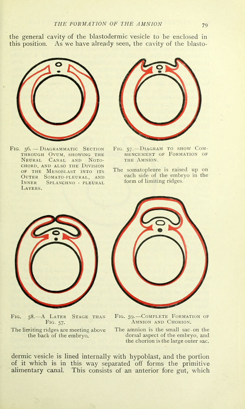 the general cavity of the blastodermic vesicle to be enclosed in this position. As we have already seen, the cavity of the blasto- Fig. 56. — Diagrammatic Section through Ovum, showing the Neural Canal and Noto- chord, and also the Division OF THE MeSOBLAST INTO ITS Outer Somato-pleural, and Inner Splanchno - pleural Layers. Fig. 57.—Diagram to show Com- mencement of Formation of the Amnion. The somatopleure is raised up on each side of the embryo in the form of limiting ridges. Fig. 58.—A Later Stage than Fig. 59.—Complete Formation of Fig. 57. Amnion and Chorion. The limiting ridges are meeting above The amnion is the small sac-on the the back of the embryo. dorsal aspect of the embryo, and the chorion is the large outer sac. dermic vesicle is lined internally with hypoblast, and the portion of it which is in this way separated off forms the primitive alimentary canal. This consists of an anterior fore gut, which