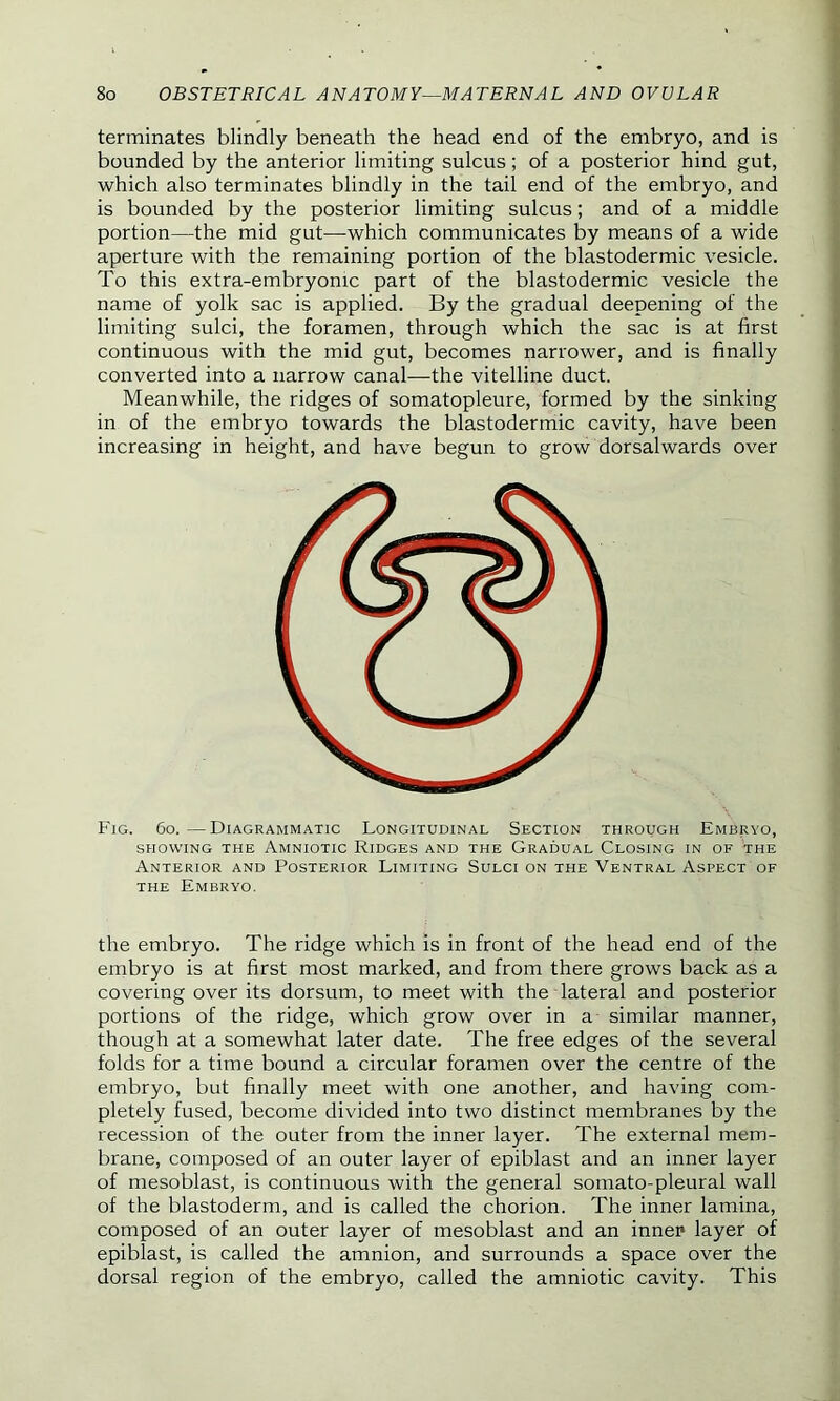 terminates blindly beneath the head end of the embryo, and is bounded by the anterior limiting sulcus; of a posterior hind gut, which also terminates blindly in the tail end of the embryo, and is bounded by the posterior limiting sulcus; and of a middle portion—the mid gut—which communicates by means of a wide aperture with the remaining portion of the blastodermic vesicle. To this extra-embryonic part of the blastodermic vesicle the name of yolk sac is applied. By the gradual deepening of the limiting sulci, the foramen, through which the sac is at first continuous with the mid gut, becomes narrower, and is finally converted into a narrow canal—the vitelline duct. Meanwhile, the ridges of somatopleure, formed by the sinking in of the embryo towards the blastodermic cavity, have been increasing in height, and have begun to grow dorsalwards over Fig. 6o.—Diagrammatic Longitudinal Section through Embryo, SHOWING THE AMNIOTIC RlDGES AND THE GRADUAL CLOSING IN OF THE Anterior and Posterior Limiting Sulci on the Ventral Aspect of the Embryo. the embryo. The ridge which is in front of the head end of the embryo is at first most marked, and from there grows back as a covering over its dorsum, to meet with the lateral and posterior portions of the ridge, which grow over in a similar manner, though at a somewhat later date. The free edges of the several folds for a time bound a circular foramen over the centre of the embryo, but finally meet with one another, and having com- pletely fused, become divided into two distinct membranes by the recession of the outer from the inner layer. The external mem- brane, composed of an outer layer of epiblast and an inner layer of mesoblast, is continuous with the general somato-pleural wall of the blastoderm, and is called the chorion. The inner lamina, composed of an outer layer of mesoblast and an inner* layer of epiblast, is called the amnion, and surrounds a space over the dorsal region of the embryo, called the amniotic cavity. This