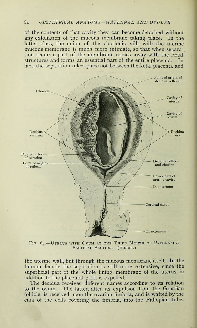 of the contents of that cavity they can become detached without any exfoliation of the mucous membrane taking place. In the latter class, the union of the chorionic villi with the uterine mucous membrane is much more intimate, so that when separa- tion occurs a part of the membrane comes away with the foetal structures and forms an essential part of the entire placenta. In fact, the separation takes place not between the foetal placenta and Cervical canal Os externum _ Cavity of ovum Lower part of uterine cavity Os internum - Point of origin of decidua reflexa Cavity of uterus Decidua serotina Decidua vera Decidua reflexa and chorion Chorion Dilated arteries _ of serotina Point of origin — of reflexa Fig. 64.—Uterus with Ovum at the Third Month of Pregnancy. Sagittal Section. (Bumm.) the uterine wall, but through the mucous membrane itself. In the human female the separation is still more extensive, since the superficial part of the whole lining membrane of the uterus, in addition to the placental part, is expelled. The decidua receives different names according to its relation to the ovum. The latter, after its expulsion from the Graafian follicle, is received upon the ovarian fimbria, and is wafted by the cilia of the cells covering the fimbria, into the Fallopian tube.