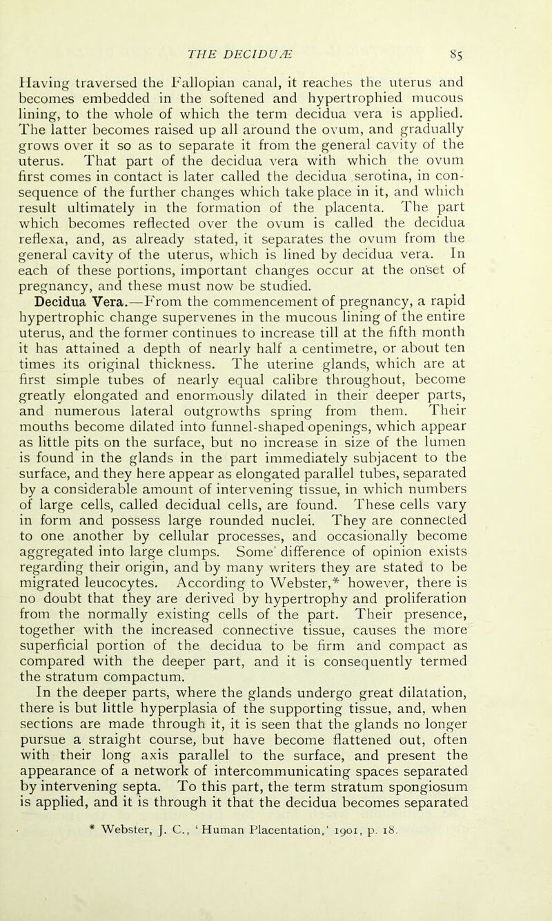 Having traversed the Fallopian canal, it reaches the uterus and becomes embedded in the softened and hypertrophied mucous lining, to the whole of which the term decidua vera is applied. The latter becomes raised up all around the ovum, and gradually grows over it so as to separate it from the general cavity of the uterus. That part of the decidua vera with which the ovum first comes in contact is later called the decidua serotina, in con- sequence of the further changes which take place in it, and which result ultimately in the formation of the placenta. The part which becomes reflected over the ovum is called the decidua reflexa, and, as already stated, it separates the ovum from the general cavity of the uterus, which is lined by decidua vera. In each of these portions, important changes occur at the onset ot pregnancy, and these must now be studied. Decidua Vera.—From the commencement of pregnancy, a rapid hypertrophic change supervenes in the mucous lining of the entire uterus, and the former continues to increase till at the fifth month it has attained a depth of nearly half a centimetre, or about ten times its original thickness. The uterine glands, which are at first simple tubes of nearly equal calibre throughout, become greatly elongated and enormously dilated in their deeper parts, and numerous lateral outgrowths spring from them. Their mouths become dilated into funnel-shaped openings, which appear as little pits on the surface, but no increase in size of the lumen is found in the glands in the part immediately subjacent to the surface, and they here appear as elongated parallel tubes, separated by a considerable amount of intervening tissue, in which numbers of large cells, called decidual cells, are found. These cells vary in form and possess large rounded nuclei. They are connected to one another by cellular processes, and occasionally become aggregated into large clumps. Some difference of opinion exists regarding their origin, and by many writers they are stated to be migrated leucocytes. According to Webster,* however, there is no doubt that they are derived by hypertrophy and proliferation from the normally existing cells of the part. Their presence, together with the increased connective tissue, causes the more superficial portion of the decidua to be firm and compact as compared with the deeper part, and it is consequently termed the stratum compactum. In the deeper parts, where the glands undergo great dilatation, there is but little hyperplasia of the supporting tissue, and, when sections are made through it, it is seen that the glands no longer pursue a straight course, but have become flattened out, often with their long axis parallel to the surface, and present the appearance of a network of intercommunicating spaces separated by intervening septa. To this part, the term stratum spongiosum is applied, and it is through it that the decidua becomes separated * Webster, J. C., ‘Human Placentation,' 1901, p. 18.