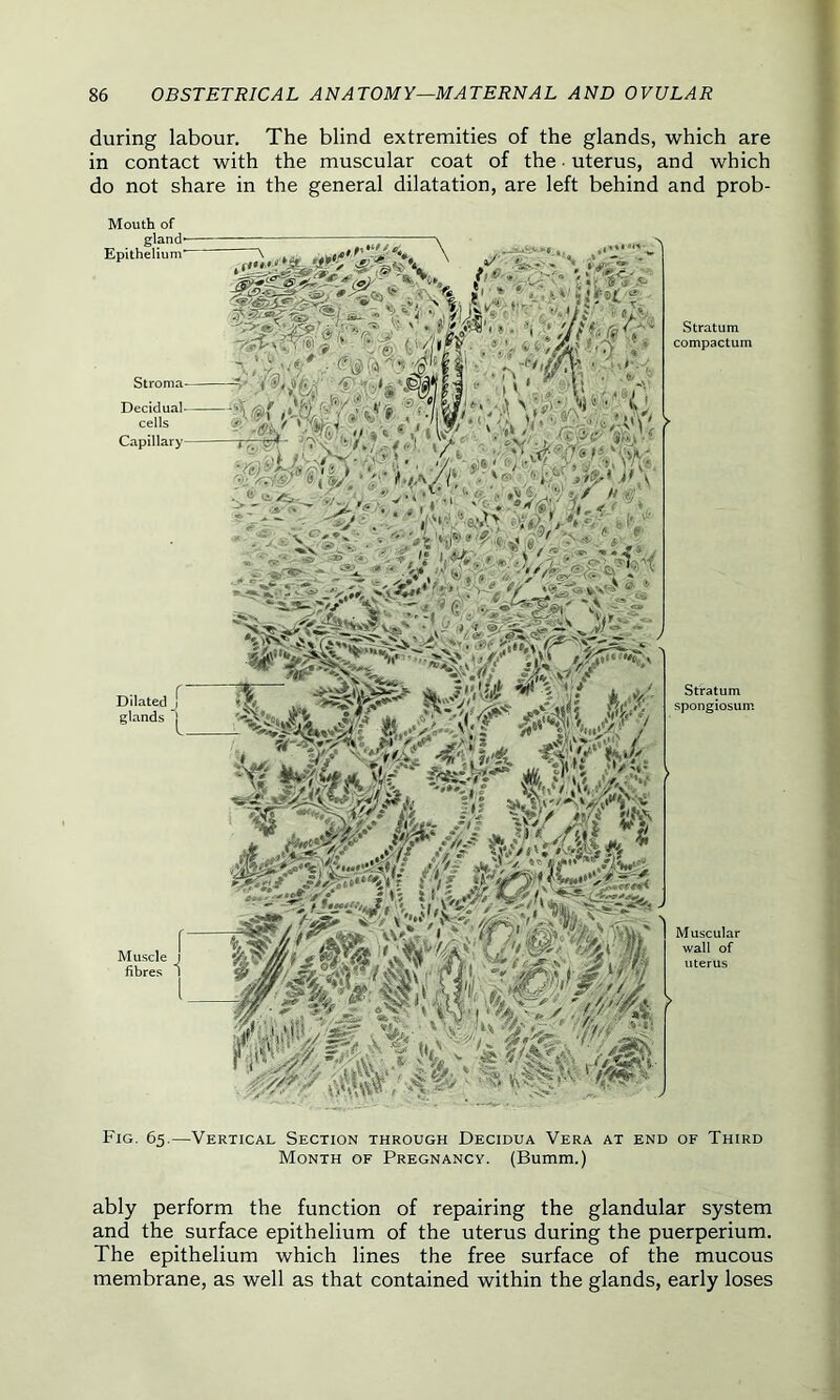 during labour. The blind extremities of the glands, which are in contact with the muscular coat of the uterus, and which do not share in the general dilatation, are left behind and prob- Mouth of Fig. 65.—Vertical Section through Decidua Vera at end of Third Month of Pregnancy. (Bumm.) ably perform the function of repairing the glandular system and the surface epithelium of the uterus during the puerperium. The epithelium which lines the free surface of the mucous membrane, as well as that contained within the glands, early loses