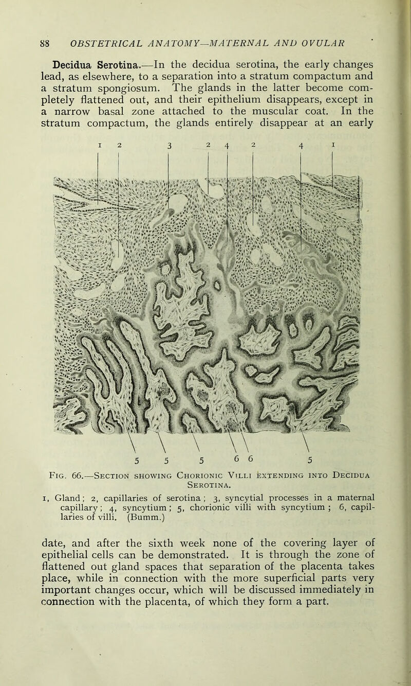 Decidua Serotina.—In the decidua serotina, the early changes lead, as elsewhere, to a separation into a stratum compactum and a stratum spongiosum. The glands in the latter become com- pletely flattened out, and their epithelium disappears, except in a narrow basal zone attached to the muscular coat. In the stratum compactum, the glands entirely disappear at an early 12 3 242 41 Fig. 66.—Section showing Chorionic Villi extending into Decidua Serotina. 1, Gland; 2, capillaries of serotina; 3, syncytial processes in a maternal capillary; 4, syncytium; 5, chorionic villi with syncytium; 6, capil- laries of villi. (Bumm.) date, and after the sixth week none of the covering layer of epithelial cells can be demonstrated. It is through the zone of flattened out gland spaces that separation of the placenta takes place, while in connection with the more superficial parts very important changes occur, which will be discussed immediately in connection with the placenta, of which they form a part.