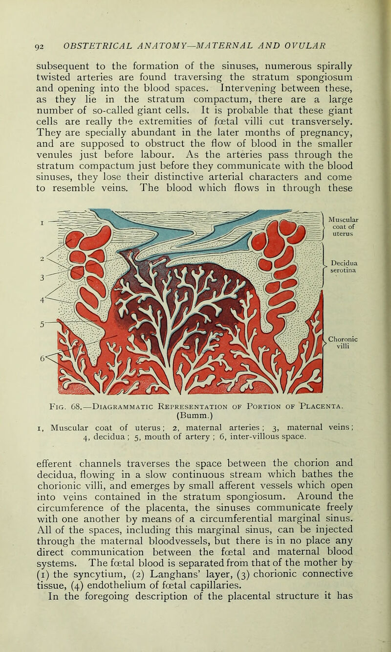 subsequent to the formation of the sinuses, numerous spirally twisted arteries are found traversing the stratum spongiosum and opening into the blood spaces. Intervening between these, as they lie in the stratum compactum, there are a large number of so-called giant cells. It is probable that these giant cells are really the extremities of fcetal villi cut transversely. They are specially abundant in the later months of pregnancy, and are supposed to obstruct the flow of blood in the smaller venules just before labour. As the arteries pass through the stratum compactum just before they communicate with the blood sinuses, they lose their distinctive arterial characters and come to resemble veins. The blood which flows in through these Muscular coat of uterus Decidua serotina Choronic villi Fig. 68.—Diagrammatic Representation of Portion of Placenta. (Bumm.) i, Muscular coat of uterus; 2, maternal arteries; 3, maternal veins; 4, decidua; 5, mouth of artery ; 6, inter-villous space. efferent channels traverses the space between the chorion and decidua, flowing in a slow continuous stream which bathes the chorionic villi, and emerges by small afferent vessels which open into veins contained in the stratum spongiosum. Around the circumference of the placenta, the sinuses communicate freely with one another by means of a circumferential marginal sinus. All of the spaces, including this marginal sinus, can be injected through the maternal bloodvessels, but there is in no place any direct communication between the foetal and maternal blood systems. The fcetal blood is separated from that of the mother by (1) the syncytium, (2) Langhans’ layer, (3) chorionic connective tissue, (4) endothelium of foetal capillaries. In the foregoing description of the placental structure it has