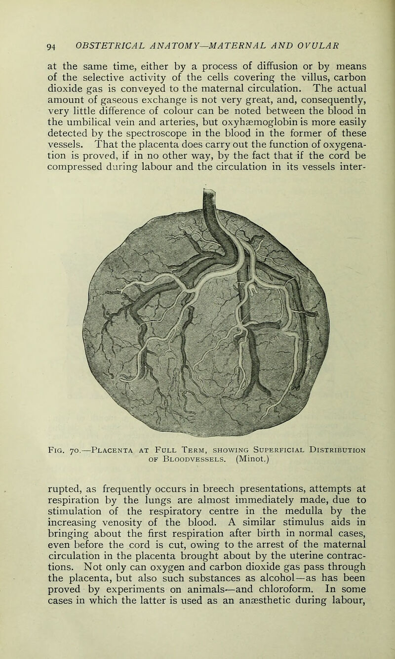 at the same time, either by a process of diffusion or by means of the selective activity of the cells covering the villus, carbon dioxide gas is conveyed to the maternal circulation. The actual amount of gaseous exchange is not very great, and, consequently, very little difference of colour can be noted between the blood in the umbilical vein and arteries, but oxyhaemoglobin is more easily detected by the spectroscope in the blood in the former of these vessels. That the placenta does carry out the function of oxygena- tion is proved, if in no other way, by the fact that if the cord be compressed during labour and the circulation in its vessels inter- Fig. 70.—Placenta at Full Term, showing Superficial Distribution of Bloodvessels. (Minot,) rupted, as frequently occurs in breech presentations, attempts at respiration by the lungs are almost immediately made, due to stimulation of the respiratory centre in the medulla by the increasing venosity of the blood. A similar stimulus aids in bringing about the first respiration after birth in normal cases, even before the cord is cut, owing to the arrest of the maternal circulation in the placenta brought about by the uterine contrac- tions. Not only can oxygen and carbon dioxide gas pass through the placenta, but also such substances as alcohol—as has been proved by experiments on animals—and chloroform. In some cases in which the latter is used as an anaesthetic during labour,