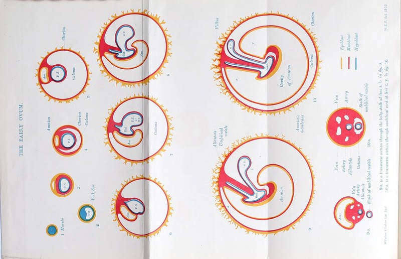 THE EARLY OVUM. 9 a. is a transverse section th/rough the belly-stalk at line a. b. in fig. 9. LO a. is a transverse section through umbilical cord at line x. y. in Jig. 10.