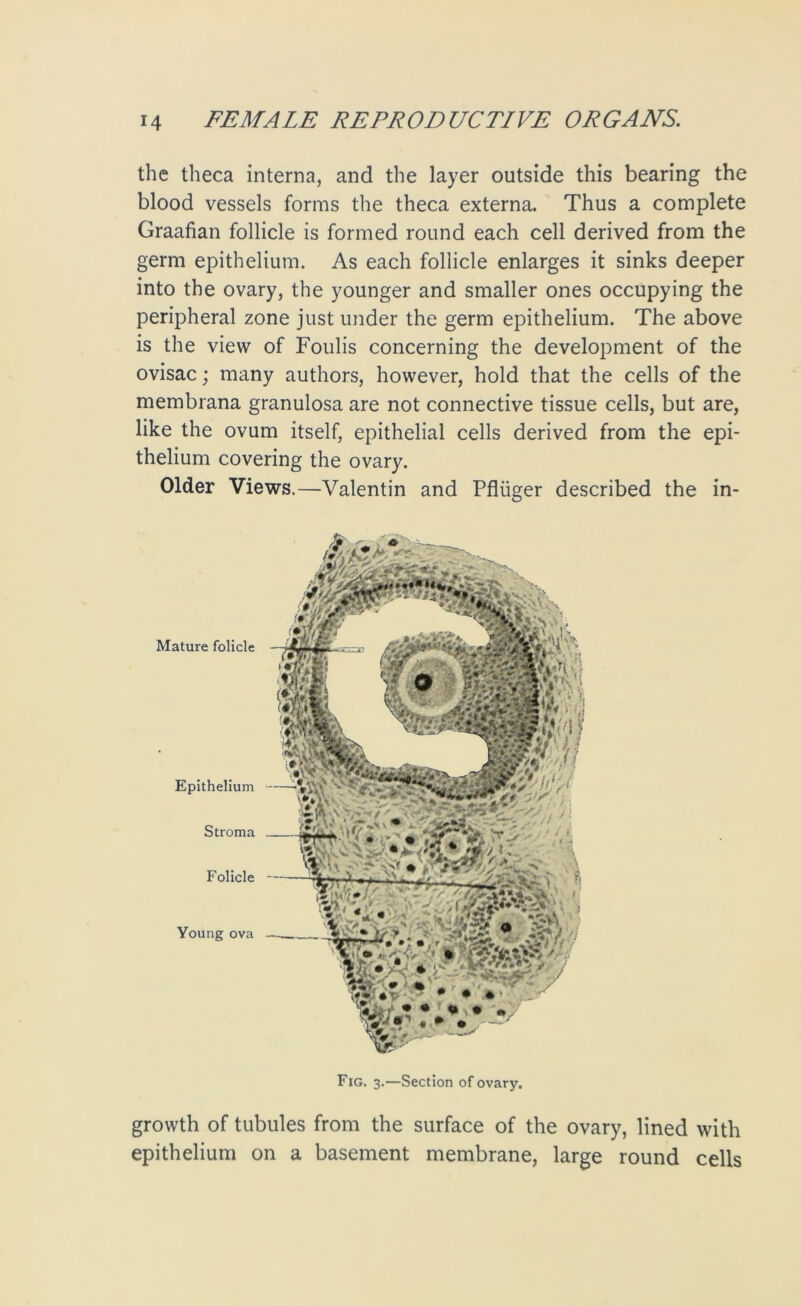 the theca interna, and the layer outside this bearing the blood vessels forms the theca externa. Thus a complete Graafian follicle is formed round each cell derived from the germ epithelium. As each follicle enlarges it sinks deeper into the ovary, the younger and smaller ones occupying the peripheral zone just under the germ epithelium. The above is the view of Foulis concerning the development of the ovisac; many authors, however, hold that the cells of the membrana granulosa are not connective tissue cells, but are, like the ovum itself, epithelial cells derived from the epi- thelium covering the ovary. Older Views.—Valentin and Pfliiger described the in- Mature folicle Epithelium Stroma Folicle Young ova Fig. 3.—Section of ovary. growth of tubules from the surface of the ovary, lined with epithelium on a basement membrane, large round cells