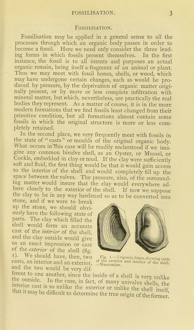 FOSSILISATION. Fossilisation may be applied in a general sense to all the processes through which an organic body passes in order to become a fossil. Here we need only consider the three lead- ing forms in which fossils present themselves. In the first instance, the fossil is to all intents and purposes an actual organic remain, being itself a fragment of an animal or plant. Thus we may meet with fossil bones, shells, or wood, which may have undergone certain changes, such as would be pro- duced by pressure, by the deprivation of organic matter origi- nally present, or by more or less complete infiltration with mineral matter, but which, nevertheless, are practically the real bodies they represent. As a matter of course, it is in the more modern formations that we find fossils least changed from their primitive condition, but all formations almost contain some fossils in which the original structure is more or less com- pletely retained. In the second place, we very frequently meet with fossils in the state of  casts  or moulds of the original organic body. What occurs inthis case will be readily understood if we ima- gine any common bivalve shell, as an Oyster, or Mussel, or Cockle, embedded in clay or mud. If the clay were sufficiently soft and fluid, the first thing would be that it would gain access to the interior of the shell and would completely fill up the space between the valves. The pressure, also, of the surround- ing matter would insure that the clay would everywhere ad- here closely to the exterior of the shell. If now we suppose the clay to be in any way hardened so as to be converted into stone, and if we were to break up the stone, we should obvi- ously have the following state of parts. The clay which filled the shell would form an accurate cast of the interior of the shell, and the clay outside would give us an exact impression or cast of the exterior of the shell (fig. i). We should have, then, two casts, an interior and an exterior, and the two would be very dif- ferent to one another, since the inside of a shell is verv unlike he outside. In the case, in fact, of many univalve shells the tenor cast is so unlike the exterior or unlike the shell iself that it maybe difficult to determine the true origin tfS^' „f ri£ liZlHe°ninM&> showing casts of the exterior and interior of the shell —Ncocomian. »^«.