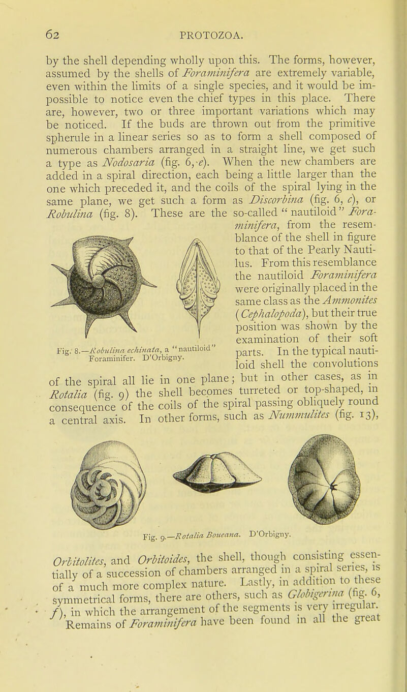 by the shell depending wholly upon this. The forms, however, assumed by the shells of Foraminifera are extremely variable, even within the limits of a single species, and it would be im- possible to notice even the chief types in this place. There are, however, two or three important variations which may be noticed. If the buds are thrown out from the primitive spherule in a linear series so as to form a shell composed of numerous chambers arranged in a straight line, we get such a type as Nodosaria (fig. 6,-e). When the new chambers are added in a spiral direction, each being a little larger than the one which preceded it, and the coils of the spiral lying in the same plane, we get such a form as Discorbina (fig. 6, c), or Robulina (fig. 8). These are the so-called  nautiloid  Fora- minifera, from the resem- blance of the shell in figure to that of the Pearly Nauti- lus. From this resemblance the nautiloid Foraminifera were originally placed in the same class as the Ammonites (Cephalopoda), but their true position was shown by the examination of their soft parts. In the typical nauti- loid shell the convolutions of the spiral all lie in one plane; but in other cases, as in Rotalia (fig. 9) the shell becomes turreted or top-shaped, in consequence of the coils of the spiral passing obliquely round a central axis. In other forms, such as Nummulites (fig. 13), Fig. %—ilobnlina echinata, a nautiloid'1 Foraminifer. D'Orbigny. Fig. g.—Rotalin Boucana. D'Orbigny. Orbitolites, and Orbitoides, the shell though consisting essen- tially of a succession of chambers arranged in a spiral series, is of a^uich more complex nature. Lastly, m addition o these symmetrical forms, there are others, such as Globtgertna fig. 6, /), in which the arrangement of the segments is very irregulai Remains of Foraminifera have been found in all the great