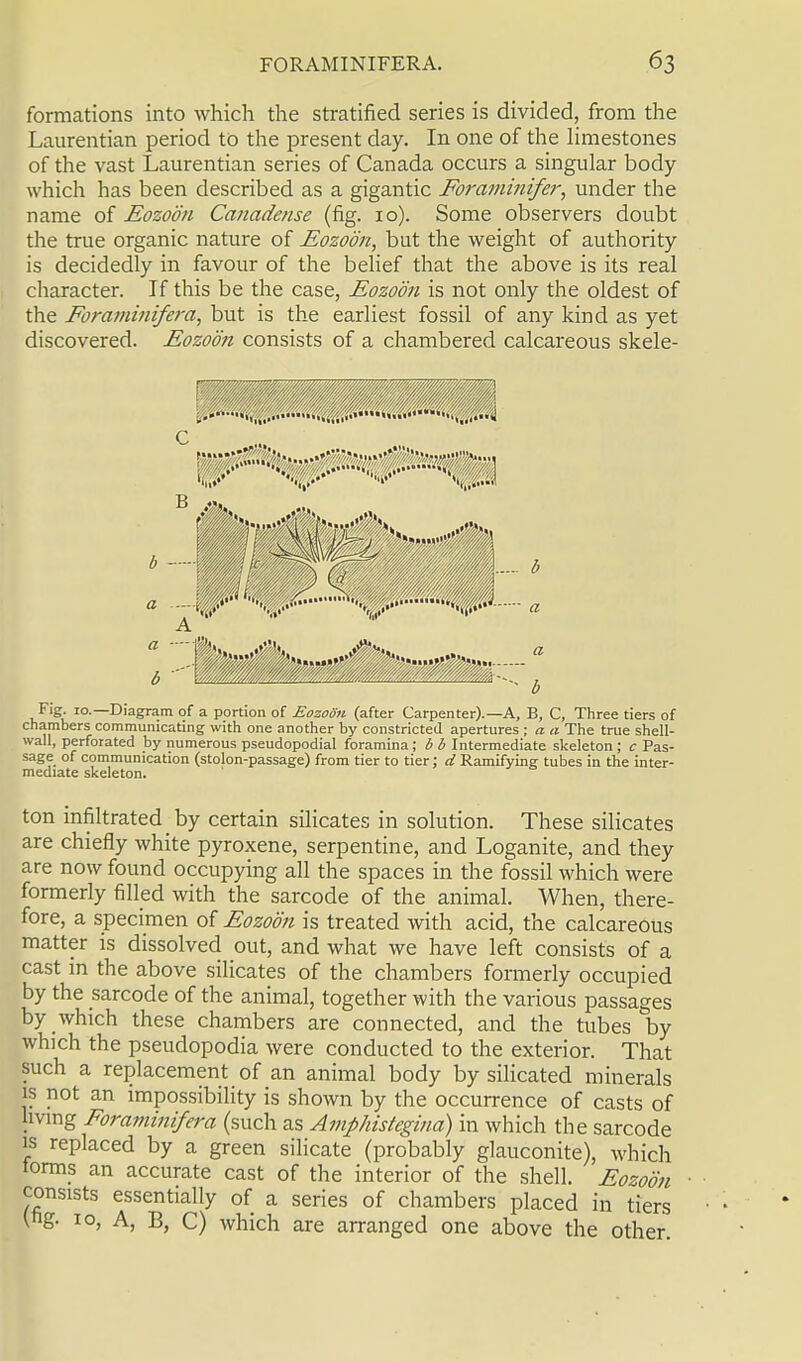 formations into which the stratified series is divided, from the Laurentian period to the present day. In one of the limestones of the vast Laurentian series of Canada occurs a singular body which has been described as a gigantic Foraminifer, under the name of Eozoon Canadense (fig. 10). Some observers doubt the true organic nature of Eozoon, but the weight of authority is decidedly in favour of the belief that the above is its real character. If this be the case, Eozoon is not only the oldest of the Foraminifera, but is the earliest fossil of any kind as yet discovered. Eozoon consists of a chambered calcareous skele- I C B b ----- a .----IpF , ''4|P A a a Fig. 10.—Diagram of a portion of Eozoon (after Carpenter).—A, B, C, Three tiers of chambers communicating with one another by constricted apertures ; a a The true shell- wall, perforated by numerous pseudopodial foramina; b b Intermediate skeleton; c Pas- sage of communication (stolon-passage) from tier to tier; d Ramifying tubes in the inter- mediate skeleton. ton infiltrated by certain silicates in solution. These silicates are chiefly white pyroxene, serpentine, and Loganite, and they are now found occupying all the spaces in the fossil which were formerly filled with the sarcode of the animal. When, there- fore, a specimen of Eozoon is treated with acid, the calcareous matter is dissolved out, and what we have left consists of a cast in the above silicates of the chambers formerly occupied by the sarcode of the animal, together with the various passages by which these chambers are connected, and the tubes by which the pseudopodia were conducted to the exterior. That such a replacement of an animal body by silicated minerals is not an impossibility is shown by the occurrence of casts of living Foraminifera (such as Amphistegina) in which the sarcode is replaced by a green silicate (probably glauconite), which lorms an accurate cast of the interior of the shell. Eozoon consists essentially of a series of chambers placed in tiers (ng. 10, A, B, C) which are arranged one above the other.