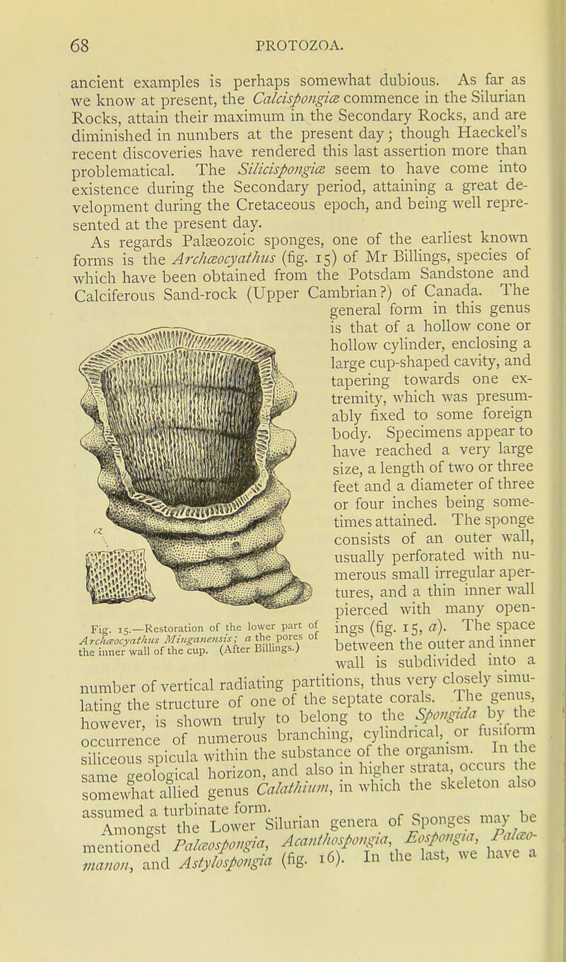 ancient examples is perhaps somewhat dubious. As far as we know at present, the Calcispongice. commence in the Silurian Rocks, attain their maximum in the Secondary Rocks, and are diminished in numbers at the present day; though Haeckel's recent discoveries have rendered this last assertion more than problematical. The Silicispongice. seem to have come into existence during the Secondary period, attaining a great de- velopment during the Cretaceous epoch, and being well repre- sented at the present day. As regards Palseozoic sponges, one of the earliest known forms is the Archaocyathtis (fig. 15) of Mr Billings, species of which have been obtained from the Potsdam Sandstone and Calciferous Sand-rock (Upper Cambrian?) of Canada. The general form in this genus is that of a hollow cone or hollow cylinder, enclosing a large cup-shaped cavity, and tapering towards one ex- tremity, which was presum- ably fixed to some foreign body. Specimens appear to have reached a very large size, a length of two or three feet and a diameter of three or four inches being some- times attained. The sponge consists of an outer wall, usually perforated with nu- merous small irregular aper- tures, and a thin inner wall pierced with many open- ings (fig. 15, a). The space between the outer and inner wall is subdivided into a number of vertical radiating partitions, thus very closely simu- lating the structure of one of the septate corals. The genus however, is shown truly to belong to the Spongtda byfthe occurrence of numerous branching, cylindrical,, or fusiform siliceous spicula within the substance of the organism In he same geological horizon, and also in higher strata, occurs the somewhat allied genus Calathium, in which the skeleton also Zon^^ilurian genera of Sponges may be manou, and Astylospongia (fig. 16). In the last, we have Fig. 15.—Restoration of the lower part ot Archaocyathus Minganensis; a the pores of the inner wall of the cup. (After Billings.)