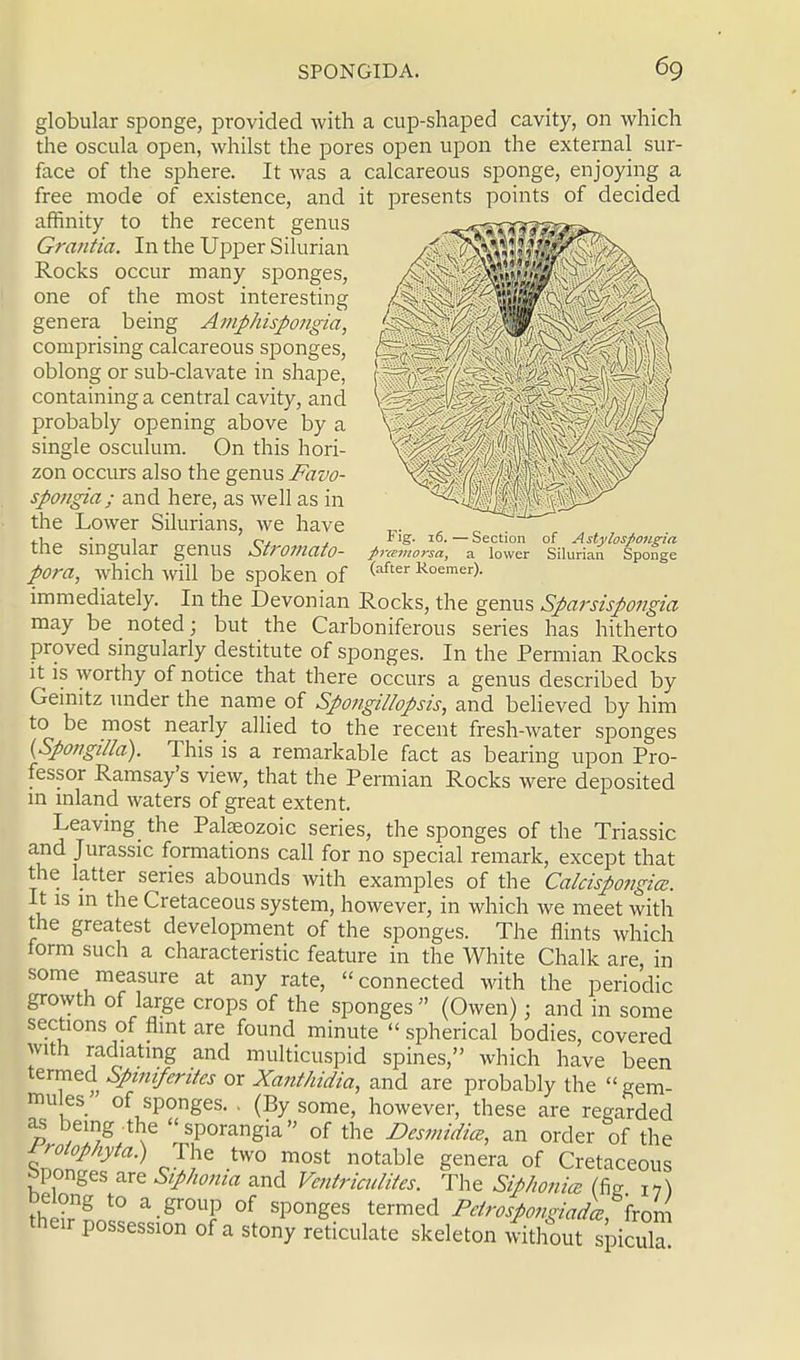 Fig. 16. — Section of Astylospongia prcemorsa, a lower Silurian Sponge (after K.oemer). globular sponge, provided with a cup-shaped cavity, on which the oscula open, whilst the pores open upon the external sur- face of the sphere. It was a calcareous sponge, enjoying a free mode of existence, and it presents points of decided affinity to the recent genus Gra?itia. In the Upper Silurian Rocks occur many sponges, one of the most interesting genera being Amphispongia, comprising calcareous sponges, oblong or sub-clavate in shape, containing a central cavity, and probably opening above by a single osculum. On this hori- zon occurs also the genus Favo- spongia; and here, as well as in the Lower Silurians, we have the singular genus Stromato- pora, which will be spoken of immediately. In the Devonian Rocks, the genus Sparsispongia may be noted; but the Carboniferous series has hitherto proved singularly destitute of sponges. In the Permian Rocks it is worthy of notice that there occurs a genus described by Gemitz under the name of Spongillopsis, and believed by him to be most nearly allied to the recent fresh-water sponges (Spofigilla). This is a remarkable fact as bearing upon Pro- fessor Ramsay's view, that the Permian Rocks were deposited in inland waters of great extent. Leaving the Palaeozoic series, the sponges of the Triassic and Jurassic formations call for no special remark, except that the latter series abounds with examples of the Calcispongice. It is in the Cretaceous system, however, in which we meet with the greatest development of the sponges. The flints which form such a characteristic feature in the White Chalk are, in some measure at any rate, connected with the periodic growth of large crops of the sponges (Owen); and in some sections of flint are found minute spherical bodies, covered with radiating and multicuspid spines, which have been termed Spinifentes or Xanthidia, and are probably the gem- mules/ of sponges. . (By some, however, these are regarded as being the sporangia of the Desmidim, an order of the rrolophyta) The two most notable genera of Cretaceous sponges are Siphonia and Ventriculites. The Sip/wnice (fig 17} the?™0 a-gr°U? °f Sp°ngeS termed Pdr<>spongiad\ from their possession of a stony reticulate skeleton without spicula