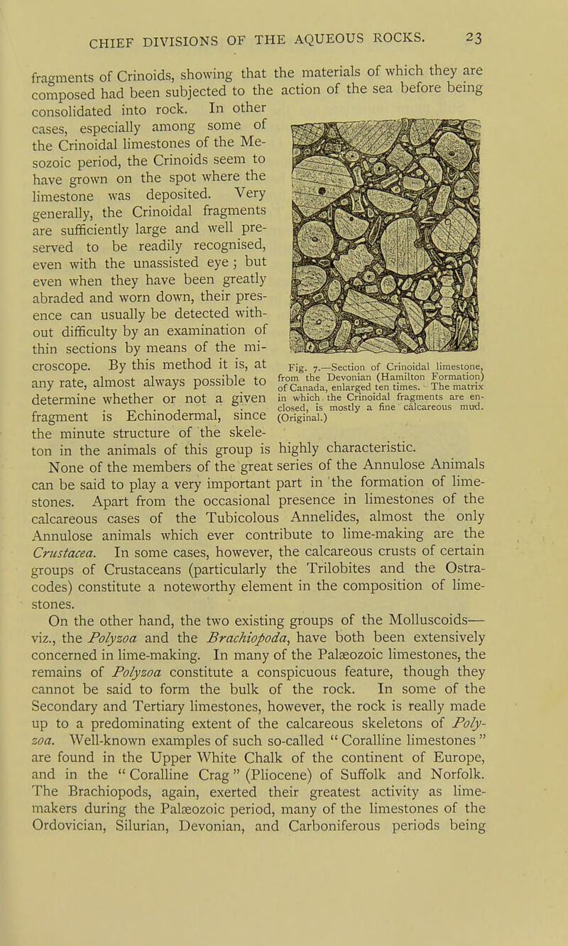 Fig. 7.—Section of Crinoidal limestone, from the Devonian (Hamilton Formation) of Canada, enlarged ten times. The matrix in which. the Crinoidal fragments are en- closed, is mostly a fine calcareous mud. (Original.) fracrments of Crinoids, showing that the materials of which they are composed had been subjected to the action of the sea before bemg consolidated into rock. In other cases, especially among some of the Crinoidal limestones of the Me- sozoic period, the Crinoids seem to have grown on the spot where the limestone was deposited. Very generally, the Crinoidal fragments are sufficiently large and well pre- served to be readily recognised, even with the unassisted eye; but even when they have been greatly abraded and worn down, their pres- ence can usually be detected with- out difficulty by an examination of thin sections by means of the mi- croscope. By this method it is, at any rate, almost always possible to determine whether or not a given fragment is Echinodermal, since the minute structure of the skele- ton in the animals of this group is highly characteristic. None of the members of the great series of the Annulose Animals can be said to play a very important part in the formation of lime- stones. Apart from the occasional presence in Hmestones of the calcareous cases of the Tubicolous Annelides, almost the only Annulose animals which ever contribute to lime-making are the Crustacea. In some cases, however, the calcareous crusts of certain groups of Crustaceans (particularly the Trilobites and the Ostra- codes) constitute a noteworthy element in the composition of lime- stones. On the other hand, the two existing groups of the Molluscoids— viz., the Polyzoa and the Brachiopoda, have both been extensively concerned in lime-making. In many of the Palaeozoic limestones, the remains of Polyzoa constitute a conspicuous feature, though they cannot be said to form the bulk of the rock. In some of the Secondary and Tertiary limestones, however, the rock is really made up to a predominating extent of the calcareous skeletons of Poly- zoa. Well-known examples of such so-called  Coralline limestones  are found in the Upper White Chalk of the continent of Europe, and in the  Coralline Crag (Pliocene) of Suffolk and Norfolk. The Brachiopods, again, exerted their greatest activity as lime- makers during the Palseozoic period, many of the limestones of the Ordovician, Silurian, Devonian, and Carboniferous periods being