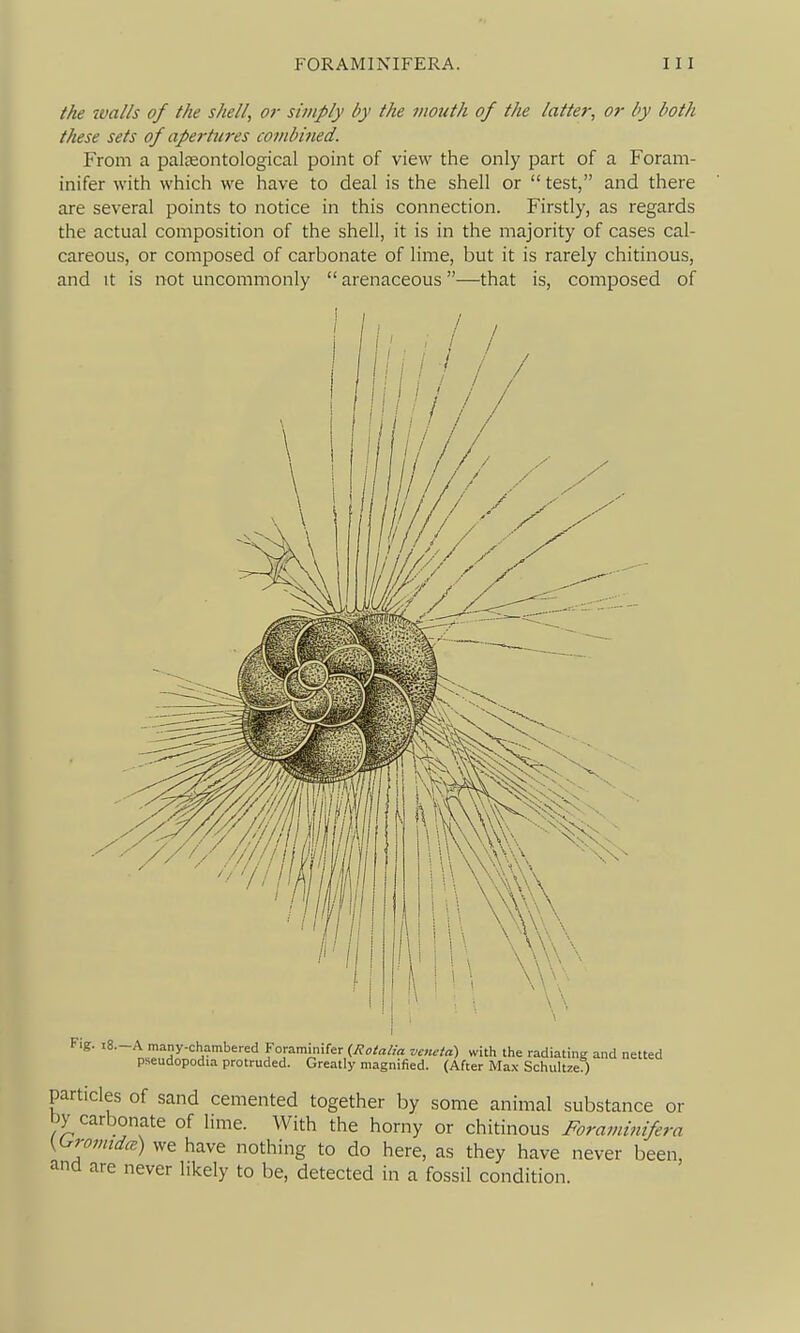 the ivalls of the shell, o?- simply by the mouth of the latter, or by both these sets of aperttires comb hied. From a palseontological point of view the only part of a Foram- inifer with which we have to deal is the shell or  test, and there are several points to notice in this connection. Firstly, as regards the actual composition of the shell, it is in the majority of cases cal- careous, or composed of carbonate of lime, but it is rarely chitinous, and It is not uncommonly  arenaceous—that is, composed of Fig. 18.-A many-chambered Foraminifer {Rotalia veucta) with the radiating and netted pseudopodia protruded. Greatly magnified. (After Max Schultzef) particles of sand cemented together by some animal substance or by carbonate of lime. With the horny or chitinous Foraminifera K^romida) we have nothing to do here, as they have never been, and are never likely to be, detected in a fossil condition.