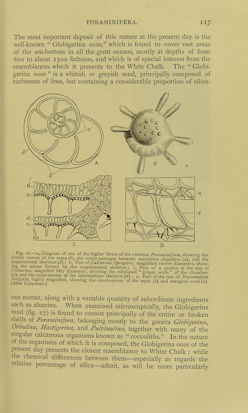 The most important deposit of this nature at the present day is the well-known  Globigerina ooze, which is found to cover vast areas of the sea-bottom in all the great oceans, mostly at depths of from 600 to about 2 500 fathoms, and which is of special interest from the resemblances which it presents to the White Chalk. The  Globi- gerina ooze  is a whitish or greyish mud, principally composed of carbonate of lime, but containing a considerable proportion of silice- cl- Fig. 26.—A,., Diagram of one of the higher forms of the vitreous Fornminl/era, showing the double nature of the septa {b), the stolon-passages between successive chambers (a), and the supplemental skeleton (rf) ; b, Test of Calcarina Spciigleri, magnified twelve diameters, show- ing the spines fornied by the supplemental skeleton ; c, Part of a section of the test of Lalcarina, magnified fifty diameters, showing the tubulated  proper walls  of the chambers («), and the c.-inal-syste_m of the intermediate skeleton {d) ■ d. Part of the test of Nnmmulina. (Aftf^Ca'rpenter r''^ showing the canal-system of the septa {s), and marginal cord («)• ous matter, along with a variable quantity of subordinate ingredients such as alumina. When examined microscopically, the Globigerina mud (fig. 27) is found to consist principally of the entire or broken shells of Foraviinifera, belonging mostly to the genera Globigerina, Orbulina, Hastigerina, and Pulvimdina, together with many of the singular calcareous organisms known as  coccoliths. In the nature of the organisms of which it is composed, the Globigerina ooze of the present day presents the closest resemblance to White Chalk; while the chemical differences between them—especially as regards the relative percentage of silica—admit, as will be more particularly