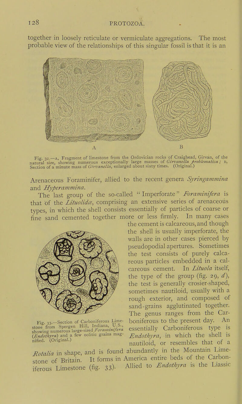 together in loosely reticulate or vermiculate aggregations. The most probable view of the relationships of this singular fossil is that it is an B Y\g, —A, Fragment of limestone from the Ordovician rocks of Craighead, Girvan, of the natural size, showing numerous exceptionally large masses of Gitxianella problematica; B, Section of a minute mass o( GhfcincUa, enlarged about sixty times. (Original.) Arenaceous Foraminifer, allied to the recent genera Syringammina and Hyperammina. The last group of the so-called Imperforate Forammifera is that of the Lituolida, comprising an extensive series of arenaceous types, in which the shell consists essentially of particles of coarse or fine sand cemented together more or less firmly. In many cases the cement is calcareous, and though the shell is usually imperforate, the walls are in other cases pierced by pseudopodial apertures. Sometimes the test consists of purely calca- reous particles embedded in a cal- careous cement. In Lituola itself, the type of the group (fig. 29, d), the test is generally crosier-shaped, sometimes nautiloid, usually with a rough exterior, and composed of sand-grains agglutinated together. The genus ranges from the Car- Fig 33 —Section of Carboniferous Lime- bonifcrOUS tO the present day. An t^^^^J^S^^^'^^^^^ essentially Carboniferous type is (Endoihyra) and a few oolitic grams mag- J^„^(,thyra, in which the shcll IS nified. (Original.) nautiloid, or rcscmbles that of a Rotalia in shape, and is found abundantly in the Mountain Lime- stone of Britain. It forms in America entire beds of the Carbon- iferous Limestone (fig. 33)- Allied to Endofhyra is the Liassic