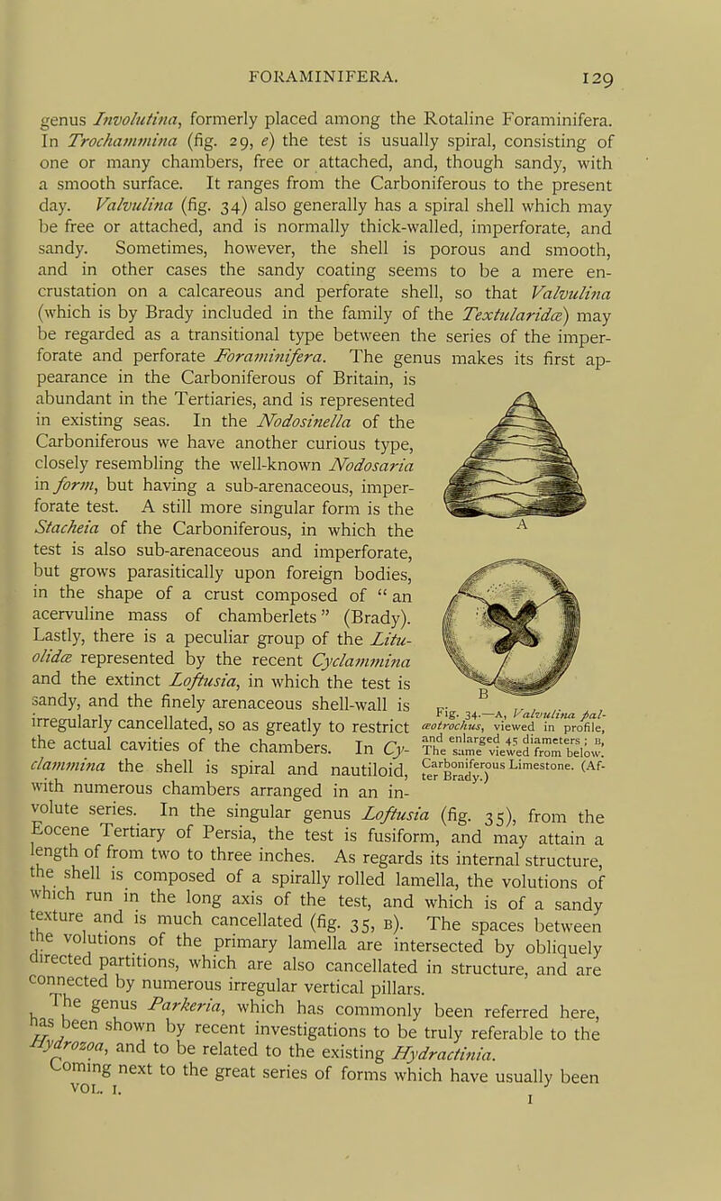 genus Ifivoluthia, formerly placed among the Rotaline Foraminifera. In Trochammina (fig. 29, e) the test is usually spiral, consisting of one or many chambers, free or attached, and, though sandy, with a smooth surface. It ranges from the Carboniferous to the present day. ValvuUna (fig. 34) also generally has a spiral shell which may l^e free or attached, and is normally thick-walled, imperforate, and sandy. Sometimes, however, the shell is porous and smooth, and in other cases the sandy coating seems to be a mere en- crustation on a calcareous and perforate shell, so that ValvuUna (which is by Brady included in the family of the Textularida) may be regarded as a transitional type between the series of the imper- forate and perforate Foraminifera. The genus makes its first ap- pearance in the Carboniferous of Britain, is abundant in the Tertiaries, and is represented in existing seas. In the Nodosinella of the Carboniferous we have another curious type, closely resembling the well-known Nodosaria mform, but having a sub-arenaceous, imper- forate test. A still more singular form is the Stacheia of the Carboniferous, in which the test is also sub-arenaceous and imperforate, but grows parasitically upon foreign bodies, in the shape of a crust composed of an acervuline mass of chamberlets (Brady). Lasdy, there is a peculiar group of the Lihi- olida represented by the recent Cyclammitia and the extinct Lqftusia, in which the test is sandy, and the finely arenaceous shell-wall is n.- , ,. ;„^„ 11 11 . 1 , '^'ff- 34-—A, Valvutifia ial irregularly cancellated, so as greatly to restrict <^otrochus, viewed in profile, the actual cavities of the chambers. In Cy '''^ dammina the shell is spiral and nautiloid with numerous chambers arranged in an in volute series. In the singular genus Loftusia (fig. 35), from the Eocene Tertiary of Persia, the test is fusiform, and may attain a length of from two to three inches. As regards its internal structure the shell IS composed of a spirally rolled lamella, the volutions of which run in the long axis of the test, and which is of a sandy exture and is much cancellated (fig. 35, b). The spaces between tne volutions of the primary lamella are intersected by obliquely directed partitions, which are also cancellated in structure, and are connected by numerous irregular vertical pillars. The genus Parkeria, which has commonly been referred here nas been shown by recent investigations to be truly referable to the Jiydrozoa, and to be related to the existing Hydractinia. ^-oming next to the great series of forms which have usually been VOL. I. J •' . ........vi 111 ^lUlllC, -r ^ and enlarged 41; diameters ; b, in Cy- The same viewed from below. Carboniferous Limestone. (Af- ter Brady.)