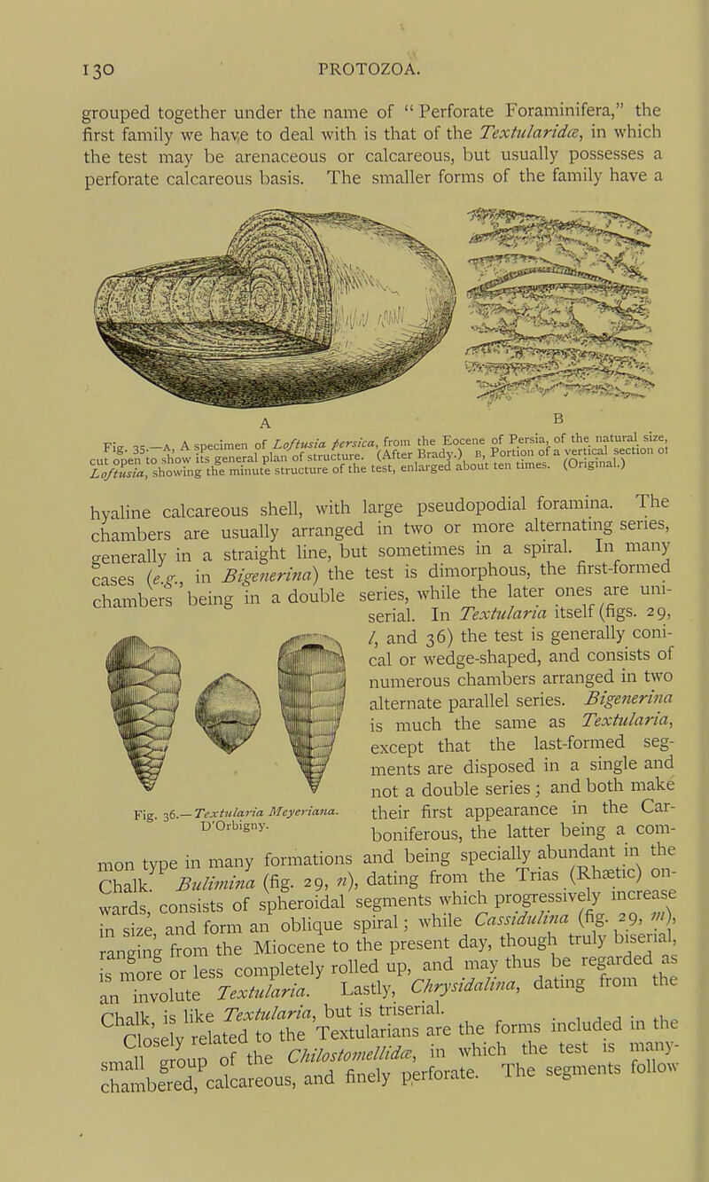grouped together under the name of  Perforate Foraminifera, the first family we hav.e to deal with is that of the Textularida, in which the test may be arenaceous or calcareous, but usually possesses a perforate calcareous basis. The smaller forms of the family have a F!<. « -A A specimen of Loftusia pcrsica, from the Eocene of Persia of the natural size cufooen io show geTieral plan of structure. (After Brady.) B, Portion of a ^•ertlcal section ol wSrshowbrthe minut^e structure of the test, enlarged about ten times. (Original.) hyaline calcareous shell, with large pseudopodial foramina. The chambers are usually arranged in two or more alternating series, generally in a straight line, but sometimes in a spiral. In many cases (/- in Bigenerina) the test is dimorphous, the first-formed chambers'being in a double series, while the later ones are um- serial. In Textularia itself (figs. 29, ^ V /, and 36) the test is generally coni- iilB ^'^^ °'' wedge-shaped, and consists of ■■I''''numerous chambers arranged in two 1 i alternate parallel series. Bigenerina f is much the same as Textularia, Pig. 36.— Textularia Mcyeriana. D'Orbigny. except that the last-formed seg- ments are disposed in a single and not a double series ; and both make their first appearance in the Car- boniferous, the latter being a com- mon type in many formations and being specially abundant in the Chalk Bulimila (fig. 29, n\ dating from the Trias (Rh^tic) on- wards consists of spheroidal segments which progressively mcrease Tn st aTd form an oblique spiral; while Cassidulina (fig. 29, , randng from the Miocene to the present day, though truly bisenal, L n?oJf or ess completely rolled up, and may thus be regarded as i:ZlZ^rTTxtulria' Lastly, auysidalina, dating from the rhnlk is like Textularia, but is triserial. ■ , . a ■ Close V rdated to the Textularians are the forms included in the .malf Soup ofthe CMlostomellidce, in which the test is many- and finely perforate. The segments folio.