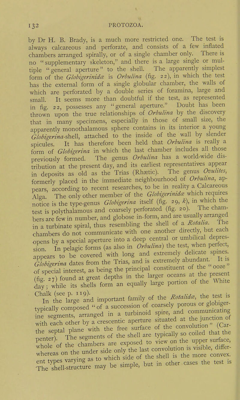 by Dr H. B. Brady, is a much more restricted one. The test is always calcareous and perforate, and consists of a few inflated chambers arranged spirally, or of a single chamber only. There is no  supplementary skeleton, and there is a large single or mul- tiple general aperture to the shell. The apparently simplest form of the Globigerinida is Orbiilina (fig. 22), in which the test has the external form of a single globular chamber, the walls of which are perforated by a double series of foramina, large and small. It seems more than doubtful if the test, as represented in fig. 22, possesses any general aperture. Doubt has been thrown upon the true relationships of Orbulina by the discovery that in many specimens, especially in those of small size, the apparently monothalamous sphere contains in its interior a young Globigerina-shtW, attached to the inside of the wall by slender spicules. It has therefore been held that Orbulina is really a form of Globigerina in which the last chamber includes all those previously formed. The genus Orbulina has a world-wide dis- tribution at the present day, and its earliest representatives appear in deposits as old as the Trias (Rh^etic). The genus Ovubtes, formerly placed in the immediate neighbourhood of Orbulina, ap- pears, according to recent researches, to be in reality a Calcareous Alga The only other member of the Globigerinidce which requires notice is the type-genus Globigerina itself (fig. 29, k) in which the test is polythalamous and coarsely perforated (fig. 20). The cham- bers are few in number, and globose in- form, and are usua ly arranged in a turbinate spiral, thus resembling the shell of a Rotalia The chambers do not communicate with one another directly, but each opens by a special aperture into a deep central or umbilical depres- sion In pelagic forms (as also in Orbulina) the test, when perfect, Appears to^ be' covered with long and extremely dehcate spine. Ghbigerina dates from the Trias, and is extremely ^bundant It is of special interest, as being the principal constituent of the ooze (fig 27) found at great depths in the larger oceans at the present d!4^ while its shdls form^n equally large portion of the White TtiT^e^aid important family of the RotaM., the test is tvpically composed of a succession of coarsely porous or globiger- nrselenTs! arranged in a turbinoid spire, and communicating f^' f fhTrhi-nhers are exposed to view on the upper surface, t .fon the untr s d^^ last convolution is visible, differ- whereas on the unaer i,iuc y convex. en.typesvaryingas,c wh,A ^de of th hell ^^^^ The shell-structure may be simple, out