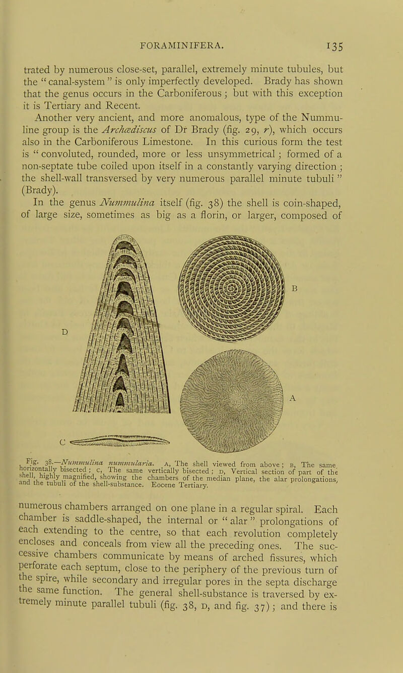 trated by numerous close-set, parallel, extremely minute tubules, but the  canal-system  is only imperfectly developed. Brady has shown that the genus occurs in the Carboniferous; but with this exception it is Tertiary and Recent. Another very ancient, and more anomalous, type of the Nummu- line group is the Archcediscus of Dr Brady (fig. 29, r), which occurs also in the Carboniferous Limestone. In this curious form the test is  convoluted, rounded, more or less unsymmetrical; formed of a non-septate tube coiled upon itself in a constantly varying direction ; the shell-wall transversed by very numerous parallel minute tubuli  (Brady). In the genus Nummulina itself (fig. 38) the shell is coin-shaped, of large size, sometimes as big as a florin, or larger, composed of D Fig- z%.—Nuitwmhna nummularia. a, The shell viewed from above; b, The same horizontally bisected ; c, The same vertically bisected ; D, Vertical section of part of the ^In^ ,1, ?V,'?'''f^^''v^^,°'',S the chambers of the median plane, the alar prolongations, and the tubuli of the shell-substance. Eocene Tertiary. numerous chambers arranged on one plane in a regular spiral. Each chamber is saddle-shaped, the internal or  alar  prolongations of each extending to the centre, so that each revolution completely encloses and conceals from view all the preceding ones. The suc- cessive chambers communicate by means of arched fissures, which perforate each septum, close to the periphery of the previous turn of the spire, while secondary and irregular pores in the septa discharge the same function. The general shell-substance is traversed by ex- tremely minute parallel tubuli (fig. 38, d, and fig. 37); and there is