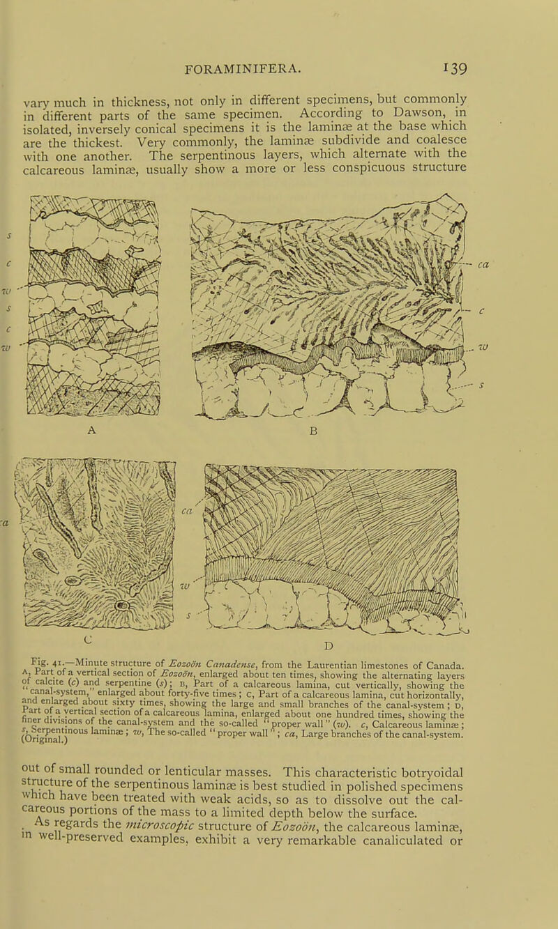 var>' much in thickness, not only in different specimens, but commonly in different parts of the same specimen. According to Dawson, in isolated, inversely conical specimens it is the laminae at the base which are the thickest. Very commonly, the laminae subdivide and coalesce with one another. The serpentinous layers, which alternate with the calcareous lamin<E, usually show a more or less conspicuous structure Fig. 41 —Minute structure of Eozoon Cnncuiense, from the Laurentian limestones of Canada. A, Fart of a vertical section of Eozooti, enlarged about ten times, showing the alternating layers ot calcite (<:) and serpentine (j); b, Part of a calcareous lamina, cut vertically, showing the cana -system enlarged about forty-five times ; c. Part of a calcareous lamina, cut horizontally, and enlarged about sixty times, showing the large and small branches of the canal-system ; d, rart ot a vertical section of a calcareous lamina, enlarged about one hundred times, showing the nner divisions of the canal-system and the so-called  proper wall {iu). c, Calcareous lamina;; ^^^.^T^l'jious laminae; w, The so-called  proper wall; ca. Large branches of the canal-system. out of small rounded or lenticular masses. This characteristic botryoidal structure of the serpentinous laminae is best studied in polished specimens which have been treated with weak acids, so as to dissolve out the cal- careous portions of the mass to a limited depth below the surface. . As regards the microscopic structure of Eosoon, the calcareous laminte, m well-preserved examples, e.xhibit a very remarkable canaliculated or