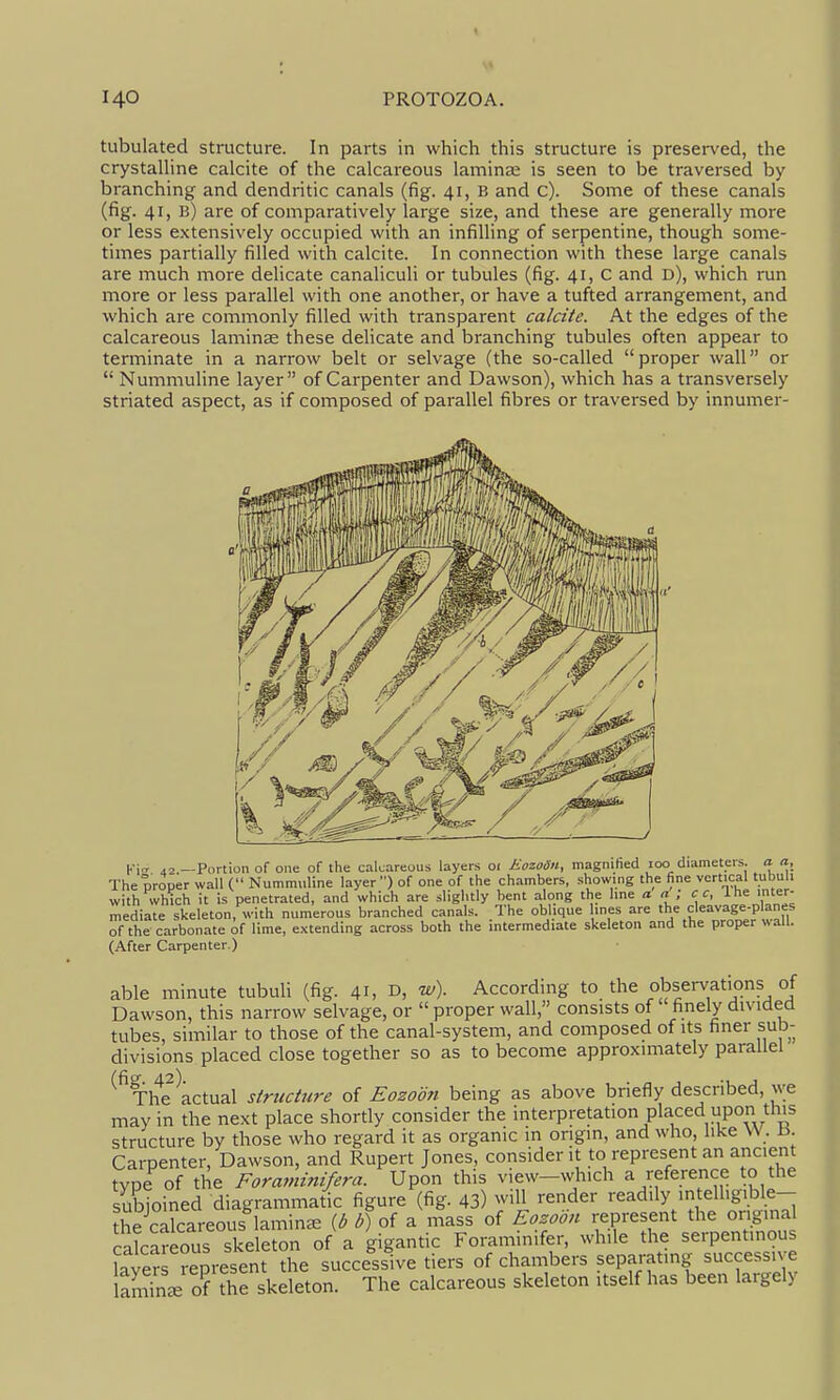 I 140 PROTOZOA. tubulated structure. In parts in which this structure is preserved, the crystalline calcite of the calcareous lamina; is seen to be traversed by branching and dendritic canals (fig. 41, B and c). Some of these canals (fig. 41, b) are of comparatively large size, and these are generally more or less extensively occupied with an infilling of serpentine, though some- times partially filled with calcite. In connection with these large canals are much more delicate canaliculi or tubules (fig. 41, C and d), which run more or less parallel with one another, or have a tufted arrangement, and which are commonly filled with transparent calcite. At the edges of the calcareous laminae these delicate and branching tubules often appear to terminate in a narrow belt or selvage (the so-called  proper wall or  Nummuline layer of Carpenter and Dawson), which has a transversely striated aspect, as if composed of parallel fibres or traversed by innumer- Ki- 42.—Portion of one of the calcareous layers oi Eozodn, magnihed loo diameters, a a. The proper wall ( Nummuline layer) of one of the chambers, showing the fine vertical tubuli with which it is penetrated, and which are slightly bent along the line a a ; cc, lUt inter- mediate skeleton, with numerous branched canals. The oblique ines are the cleavage-planes of the carbonate of lime, extending across both the intermediate skeleton and the proper wall. (After Carpenter.) able minute tubuli (fig. 41, D, w). According to the observations of Dawson, this narrow selvage, or  proper wall, consists of finely dividea tubes, similar to those of the canal-system, and composed of its finer sub- divisions placed close together so as to become approximately parallel ^^TlS actual structure of Eozoon being as above briefly described, we may in the next place shortly consider the interpretation placed upon this structure by those who regard it as organic in origin, and who, like \^ . a Carpenter, Dawson, and Rupert Jones, consider it to represent an ancient tvoe of the Foraniinifera. Upon this view—which a reference to the subjoined diagrammatic figure (fig. 43) will render readily intelligible- the cTareous lamina b) oi a mass of Eozoon represent the orig.na calcareous skeleton of a gigantic Foraminifer, while the serpentmous fayeS represent the successive tiers of chambers separating successive of the skeleton. The calcareous skeleton itself has been laigely