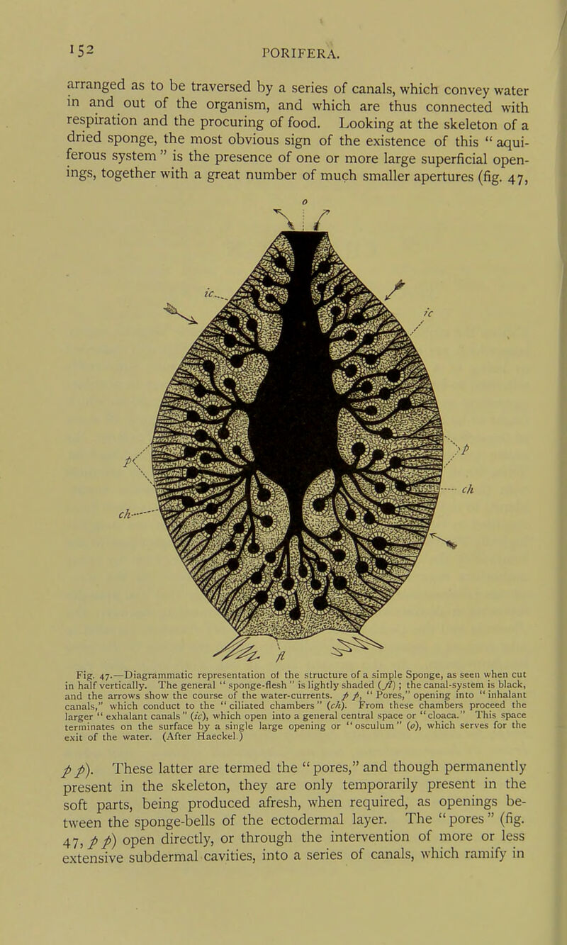 arranged as to be traversed by a series of canals, which convey water in and out of the organism, and which are thus connected with respiration and the procuring of food. Looking at the skeleton of a dried sponge, the most obvious sign of the existence of this  aqui- ferous system  is the presence of one or more large superficial open- ings, together with a great number of much smaller apertures (fig. 47, Fig. 47.—Diagrammatic representation ot the structure of a simple Sponge, as seen when cut in half vertically. The general  sponge-flesh  is lightly shaded (Jl); the canal-system is black, and the arrows show the course of the water-currents, p p,  Pores, opening into inhalant canals, which conduct to the ciliated chambers (ir/(). From these chambers proceed the larger  exhalant canals (zV), which open into a general central .'ipace or cloaca. This space terminates on the surface by a single large opening or  osculum  (p), which serves for the exit of the water. (After Haeckel ) / These latter are termed the  pores, and though permanently present in the skeleton, they are only temporarily present in the soft parts, being produced afresh, when required, as openings be- tween the sponge-bells of the ectodermal layer. The pores (fig. A1-, P P) open directly, or through the intervention of more or less extensive subdermal cavities, into a series of canals, which ramify in