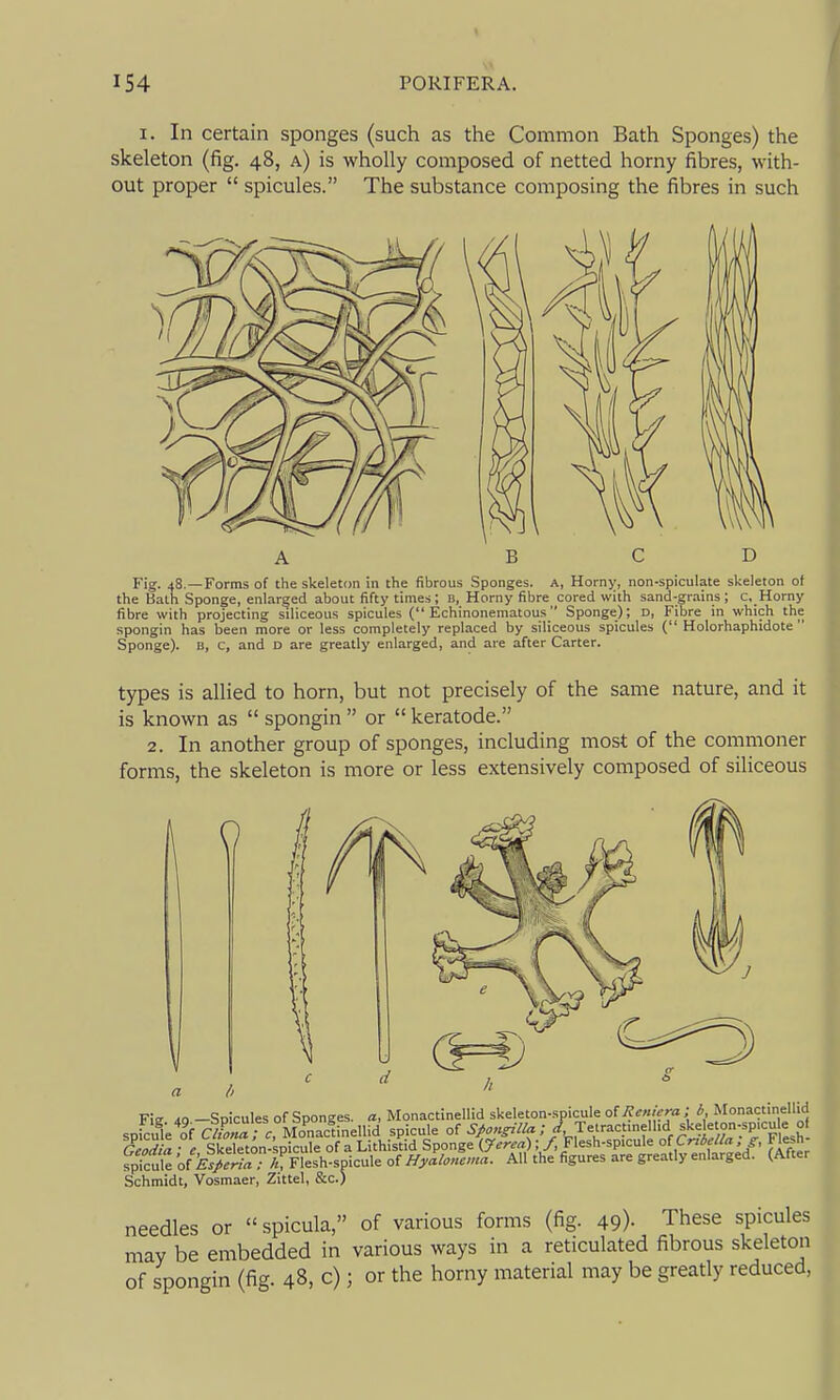 I. In certain sponges (such as the Common Bath Sponges) the skeleton (fig. 48, a) is wholly composed of netted horny fibres, with- out proper  spicules. The substance composing the fibres in such Fig. 48.—Forms of the skeleton in the fibrous Sponges. A, Horny, non-spiculate skeleton of the Bath Sponge, enlarged about fifty times; B, Horny fibre cored with sand-gr.-iins ; c. Horny fibre with projecting siliceous spicules ( Echinonematous Sponge); D, Fibre in which the spongin has been more or less completely replaced by siliceous spicules ( Holorhaphidote  Sponge). B, c, and d are greatly enlarged, and are after Carter. types is allied to horn, but not precisely of the same nature, and it is known as  spongin  or  keratode. 2. In another group of sponges, including most of the commoner forms, the skeleton is more or less extensively composed of siliceous 0 Fiff dO —Spicules of Sponges, a, Monactinellid skeleton-spicule o(Reniera ; b Monactinellid spicul'e^of cS; Mo'^acfinellid spicule of ; / Telract.nelhd skeleton-sp.cu^^^^^^ alodia - e SkelTton-kpicule of a LithisHd Sponge (Jerea); /, Flesh-spicule ofCrtbeUa ,y, Flesh- fpTcule of k./.V?r irFresh-spicule of Hyaloncna. All the figures are greatly enlarged. (After Schmidt, Vosmaer, Zittel, &c.) needles or  spicula, of various forms (fig. 49)- These spicules may be embedded in various ways in a reticulated fibrous skeleton of spongin (fig. 48, c); or the horny material may be gready reduced.