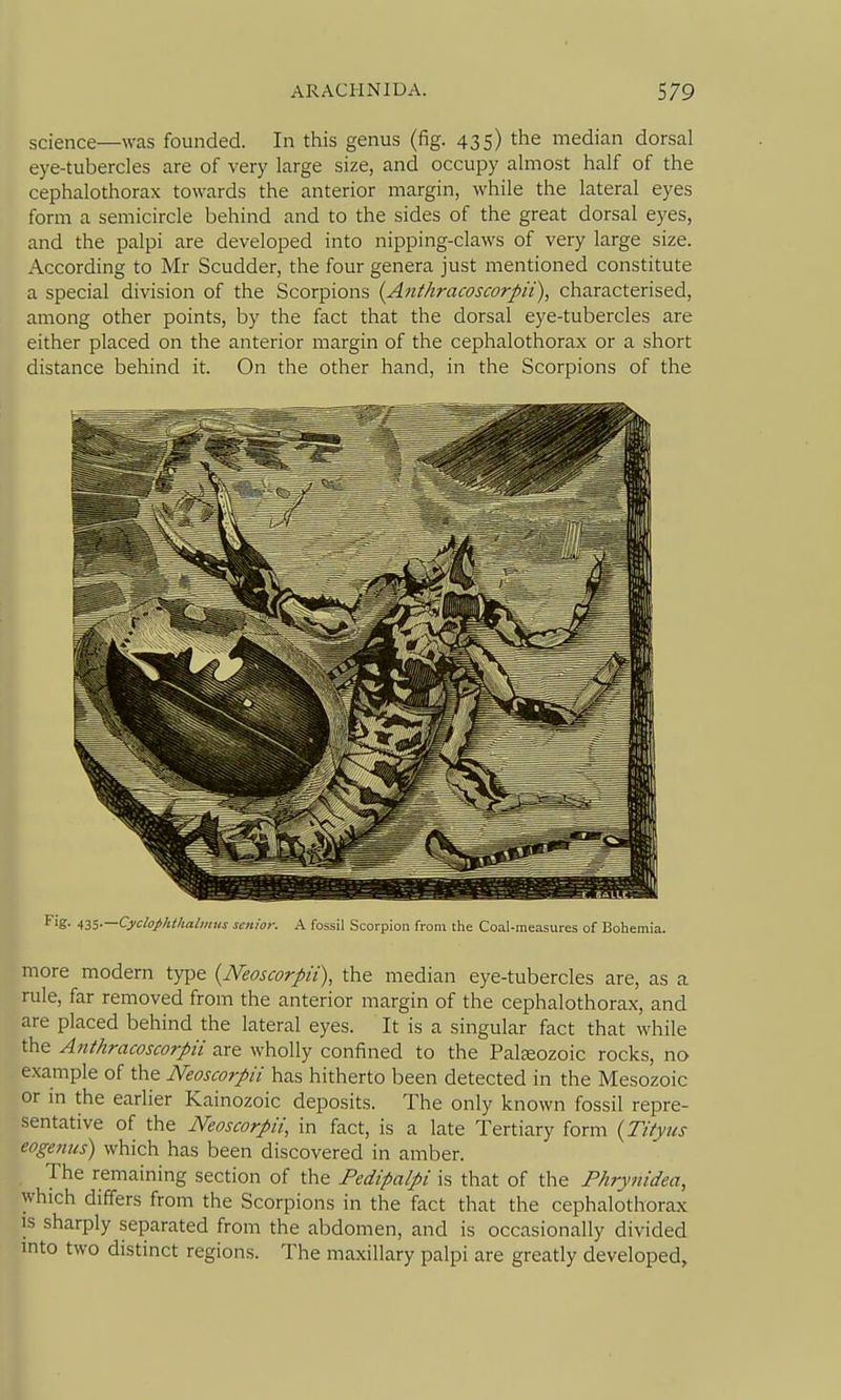 science—was founded. In this genus (fig. 435) the median dorsal eye-tubercles are of very large size, and occupy almost half of the cephalothorax towards the anterior margin, while the lateral eyes form a semicircle behind and to the sides of the great dorsal eyes, and the palpi are developed into nipping-claws of very large size. According to Mr Scudder, the four genera just mentioned constitute a special division of the Scorpions {Anthracoscorpii), characterised, among other points, by the fact that the dorsal eye-tubercles are either placed on the anterior margin of the cephalothorax or a short distance behind it. On the other hand, in the Scorpions of the more modern type {Neoscorpii), the median eye-tubercles are, as a rule, far removed from the anterior margin of the cephalothorax, and are placed behind the lateral eyes. It is a singular fact that while the A7ithracoscorpii are wholly confined to the Palaeozoic rocks, no example of the Neoscorpii has hitherto been detected in the Mesozoic or in the earlier Kainozoic deposits. The only known fossil repre- sentative of the Neoscorpii, in fact, is a late Tertiary form {Tityus eogenus) which has been discovered in amber. The remaining section of the Pedipalpi is that of the Fhrynidea, which differs from the Scorpions in the fact that the cephalothorax IS sharply separated from the abdomen, and is occasionally divided into two distinct regions. The maxillary palpi are greatly developed,