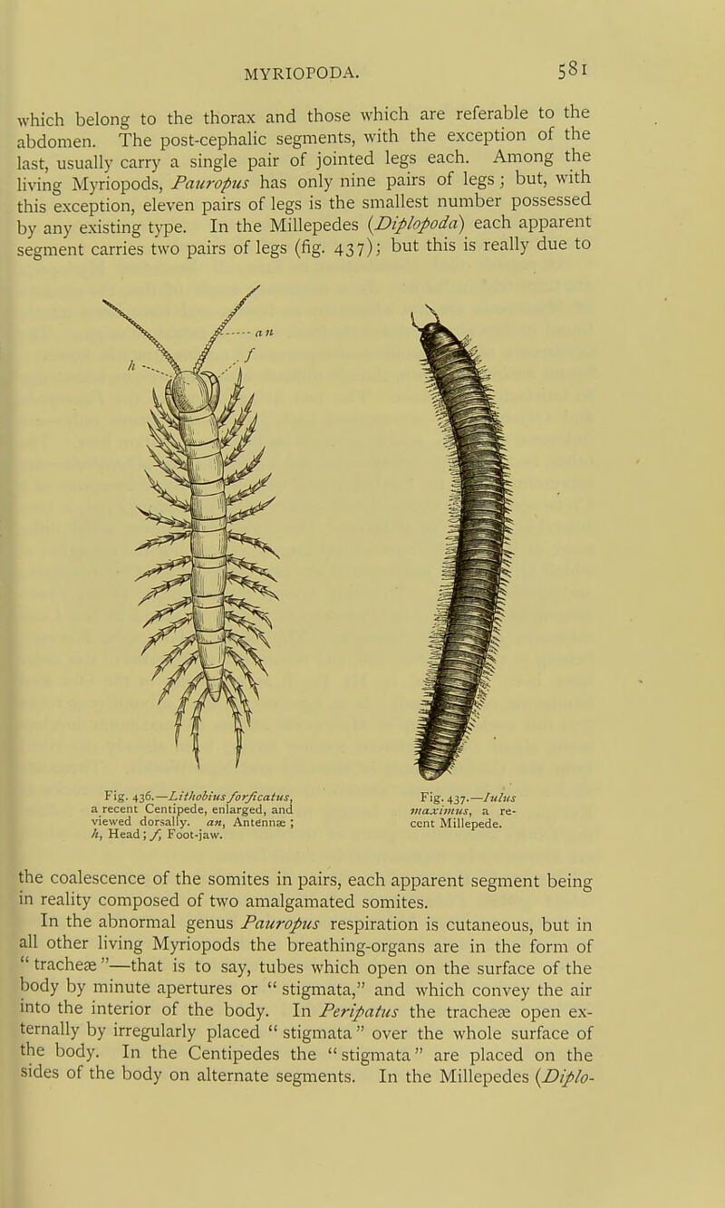 which belong to the thorax and those which are referable to the abdomen. The post-cephalic segments, with the exception of the last, usually carry a single pair of jointed legs each. Among the living Myriopods, Fauropus has only nine pairs of legs; but, with this exception, eleven pairs of legs is the smallest number possessed by any existing type. In the Millepedes {Diplopoda) each apparent segment carries two pairs of legs (fig. 437); but this is really due to Fig. 436.—LHhobius forficatus. Fig. 437.—Udus a recent Centipede, enlarged, and inaximus, a re- viewed dorsally. an, Antenna ; cent Millepede, /i. Head; /, Foot-jaw. the coalescence of the somites in pairs, each apparent segment being in reality composed of two amalgamated somites. In the abnormal genus Fauropus respiration is cutaneous, but in all other living Myriopods the breathing-organs are in the form of tracheae —that is to say, tubes which open on the surface of the body by minute apertures or stigmata, and which convey the air into the interior of the body. In Feripatus the tracheae open ex- ternally by irregularly placed stigmata over the whole surface of the body. In the Centipedes the stigmata are placed on the sides of the body on alternate segments. In the Millepedes {Diplo-