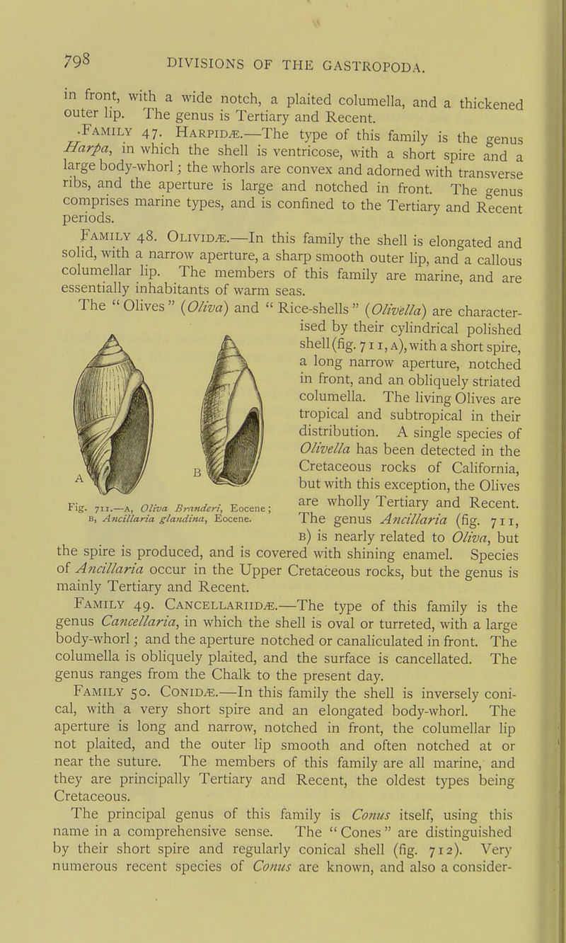 in front, with a wide notch, a plaited columella, and a thickened outer hp. The genus is Tertiary and Recent. ^Family 47. Harpid^.—The type of this family is the genus Harpa, m which the shell is ventricose, with a short spire and a large body-whorl; the whorls are convex and adorned with transverse ribs, and the aperture is large and notched in front. The genus comprises marine types, and is confined to the Tertiary and Recent periods. Family 48. Olivid^.—In this family the shell is elongated and solid, with a narrow aperture, a sharp smooth outer lip, and a callous columellar lip. The members of this family are marine, and are essentially inhabitants of warm seas. The Olives (0/wa) and Rice-shells {Olivella) are character- ised by their cylindrical polished shell (fig. 711, a), with a short spire, a long narrow aperture, notched in front, and an obliquely striated columella. The living Olives are tropical and subtropical in their distribution. A single species of Olivella has been detected in the Cretaceous rocks of California, but with this exception, the Olives are wholly Tertiary and Recent. The genus Ancillaria (fig. 711, b) is nearly related to Oliva, but the spire is produced, and is covered with shining enamel. Species of Ancillaria occur in the Upper Cretaceous rocks, but the genus is mainly Tertiary and Recent. Family 49. Cancellariid^.—The type of this family is the genus Cancellaria, in which the shell is oval or turreted, with a large body-whorl; and the aperture notched or canahculated in front. The columella is obliquely plaited, and the surface is cancellated. The genus ranges from the Chalk to the present day. Family 50. Conid^.—In this family the shell is inversely coni- cal, with a very short spire and an elongated body-whorl. The aperture is long and narrow, notched in front, the columellar lip not plaited, and the outer lip smooth and often notched at or near the suture. The members of this family are all marine, and they are principally Tertiary and Recent, the oldest types being Cretaceous. The principal genus of this family is Cotius itself, using this name in a comprehensive sense. The Cones are distinguished by their short spire and regularly conical shell (fig. 712). Very numerous recent species of Conus are known, and also a consider- Fig. 711.—A, OUva Brnndcri, Eocene; B, Ancillaria glandimi, Eocene.