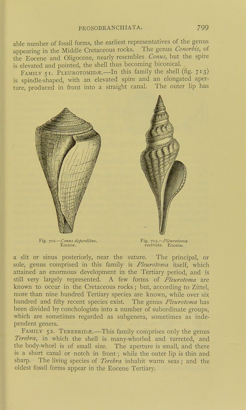 able number of fossil forms, the earliest representatives of the genus appearing in the Middle Cretaceous rocks. The genus Conorbis, of the Eocene and Oligocene, nearly resembles Conus, but the spire is elevated and pointed, the shell thus becoming biconical. Family 51. Pleurotomidve.—In this family the shell (fig. 713) is spindle-shaped, with an elevated spire and an elongated aper- ture, produced in front into a straight canal. The outer lip has Fig. 712.—Conus deferditus. Fig. 713.—Pleuroioma Eocene. rostrata. Eocene. a slit or sinus posteriorly, near the suture. The principal, or sole, genus comprised in this family is Pleurotoina itself, which attained an enormous development in the Tertiary period, and is still very largely represented. A few forms of Plewotoma are known to occur in the Cretaceous rocks; but, according to Zittel, more than nine hundred Tertiary species are known, while over six hundred and fifty recent species exist. The genus Pleurotoina has been divided by conchologists into a number of subordinate groups, which are sometimes regarded as subgenera, sometimes as inde- pendent genera. Family 52. Terebrid^e.—This family comprises only the genus Terebra, in which the shell is many-whorled and turreted, and the body-whorl is of small size. The aperture is small, and there is a short canal or notch in front; while the outer lip is thin and sharp. The living species of Terebra inhabit warm seas; and the oldest fossil forms appear in the Eocene Tertiary.