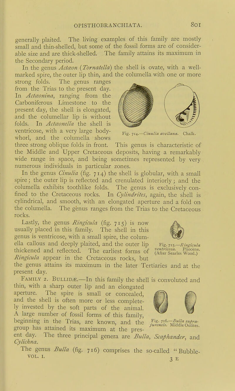 Fig. 71 -Cimilia a-uellana. Chalk. This genus is characteristic of deposits, having a remarkably represented by very generally plaited. The living examples of this family are mostly small and thin-shelled, but some of the fossil forms are of consider- able size and are thick-shelled. The family attains its maximum in the Secondary period. In the genus Actceon {Tornatelld) the shell is ovate, with a well- marked spire, the outer lip thin, and the columella with one or more strong folds. The genus ranges from the Trias to the present day. In ActiEOfiina, ranging from the Carboniferous Limestone to the present day, the shell is elongated, and the columellar lip is without folds. In Actaonella the shell is ventricose, with a very large body- whorl, and the columella shows three strong oblique folds in front, the Middle and Upper Cretaceous wide range in space, and being sometimes numerous individuals in particular zones. In the genus Cititdia (fig. 714) the shell is globular, with a small spire; the outer lip is reflected and crenulated interiorly; and the columella exhibits toothlike folds. The genus is exclusively con- fined to the Cretaceous rocks. In Cylitidrites, again, the shell is cylindrical, and smooth, with an elongated aperture and a fold on the columella. The genus ranges from the Trias to the Cretaceous rocks. Lastly, the genus Ringicula (fig. 715) is now usually placed in this family. The shell in this genus is ventricose, with a small spire, the colum- ella callous and deeply plaited, and the outer lip thickened and reflected. The earliest forms of Ringicula appear in the Cretaceous rocks, but the genus attains its maximum in the later Tertiaries and at the present day. Family 2. Bullion.—In this family the shell is convoluted and thin, with a sharp outer lip and an elongated aperture. The spire is small or concealed, and the shell is often more or less complete- ly invested by the soft parts of the animal. A large number of fossil forms of this family, beginning in the Trias, are known, and the group has attained its maximum at the pres- ent day. The three principal genera are Bulla, Scaphander, and Cylichna. The genus Bulla (fig. 716) comprises the so-called  Bubble- VOL. I. 3 E Fig. 715.—Ringicula ventricosa. Pliocene. (After Searles Wood.) Fig. Ti6.—Bulla supra- jurcnsis. Middle Oolites.