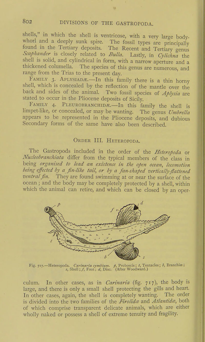 shells, in which the shell is ventricose, with a very large body- whorl and a deeply sunk spire. The fossil types are principally found in the Tertiary deposits. The Recent and Tertiary genus Scaphander is closely related to Bulla. Lastly, in Cylichna the shell is solid, and cylindrical in form, with a narrow aperture and a thickened columella. The species of this genus are numerous, and range from the Trias to the present day. ' Family 3. Aplysiad^.—In this family there is a thin horny shell, which is concealed by the reflection of the mantle over the back and sides of the animal. Two fossil species of Aplysia are stated to occur in the Pliocene deposits of Sicily. Family 4. Pleurobranchid^.—In this family the shell is limpet-like, or concealed, or may be wanting. The genus Umbrella appears to be represented in the Pliocene deposits, and dubious Secondary forms of the same have also been described. Order III. Heteropoda. The Gastropods included in the order of the Heteropoda or Nucleobranchiata differ from the typical members of the class in being organised to lead an existence in the open ocean, locoinotion being effected by a fin-like tail, or by a fan-shaped vertically-flattened ventral fin. They are found swimming at or near the surface of the ocean ; and the body may be completely protected by a shell, within which the animal can retire, and which can be closed by an oper- Fig. 717.—Heteropoda. Carinaria cymbium. Proboscis; t. Tentacles; b. Branchiae; s. Shell; /, Foot; d. Disc. (After Woodward.) culum. In other cases, as in Carinaria (fig. 717), the body is large, and there is only a small shell protecting the gills and heart. In other cases, again, the shell is completely wanting. The order is divided into the two families of the Firolidce and AtlantidcB, both of which comprise transparent delicate animals, which are either wholly naked or possess a shell of extreme tenuity and fragility.