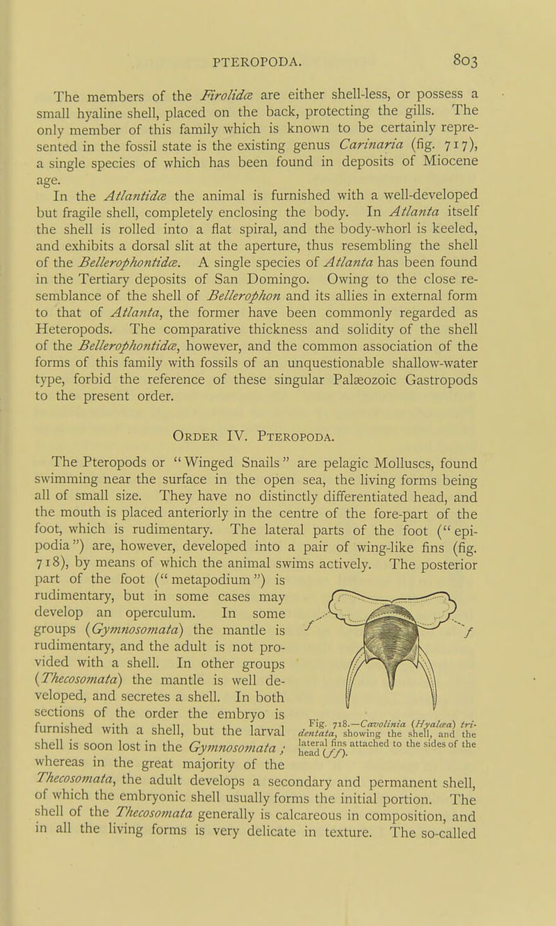 The members of the Firolidce are either shell-less, or possess a small hyaline shell, placed on the back, protecting the gills. The only member of this family which is known to be certainly repre- sented in the fossil state is the existing genus Carinaria (fig. 717), a single species of which has been found in deposits of Miocene age. In the Atlantidce the animal is furnished with a well-developed but fragile shell, completely enclosing the body. In Atlanta itself the shell is rolled into a flat spiral, and the body-whorl is keeled, and exhibits a dorsal slit at the aperture, thus resembling the shell of the Bellerophotitidce. A single species of Atlanta has been found in the Tertiary deposits of San Domingo. Owing to the close re- semblance of the shell of Bellerophon and its allies in external form to that of Atlanta, the former have been commonly regarded as Heteropods. The comparative thickness and solidity of the shell of the BellerophontidcB, however, and the common association of the forms of this family with fossils of an unquestionable shallow-water type, forbid the reference of these singular Palaeozoic Gastropods to the present order. Order IV. Pteropoda. The Pteropods or Winged Snails are pelagic Molluscs, found swimming near the surface in the open sea, the living forms being all of small size. They have no distinctly differentiated head, and the mouth is placed anteriorly in the centre of the fore-part of the foot, which is rudimentary. The lateral parts of the foot ( epi- podia) are, however, developed into a pair of wing-like fins (iig. 718), by means of which the animal swims actively. The posterior part of the foot ( metapodium) is rudimentary, but in some cases may develop an operculum. In some groups {Gymnosomata) the mantle is rudimentary, and the adult is not pro- vided with a shell. In other groups {Thecosomata) the mantle is well de- veloped, and secretes a shell. In both sections of the order the embryo is furnished with a shell, but the larval shell is soon lost in the Gymnosomata ; whereas in the great majority of the Thecosomata, the adult develops a secondary and permanent shell, of which the embryonic shell usually forms the initial portion. The shell of the Thecosomata generally is calcareous in composition, and in all the living forms is very delicate in texture. The so-called Fig. 718.—Cavolinia (Hyalma) tri- dentata, showing the shell, and the lateral fins attached to the sides of the head (//).