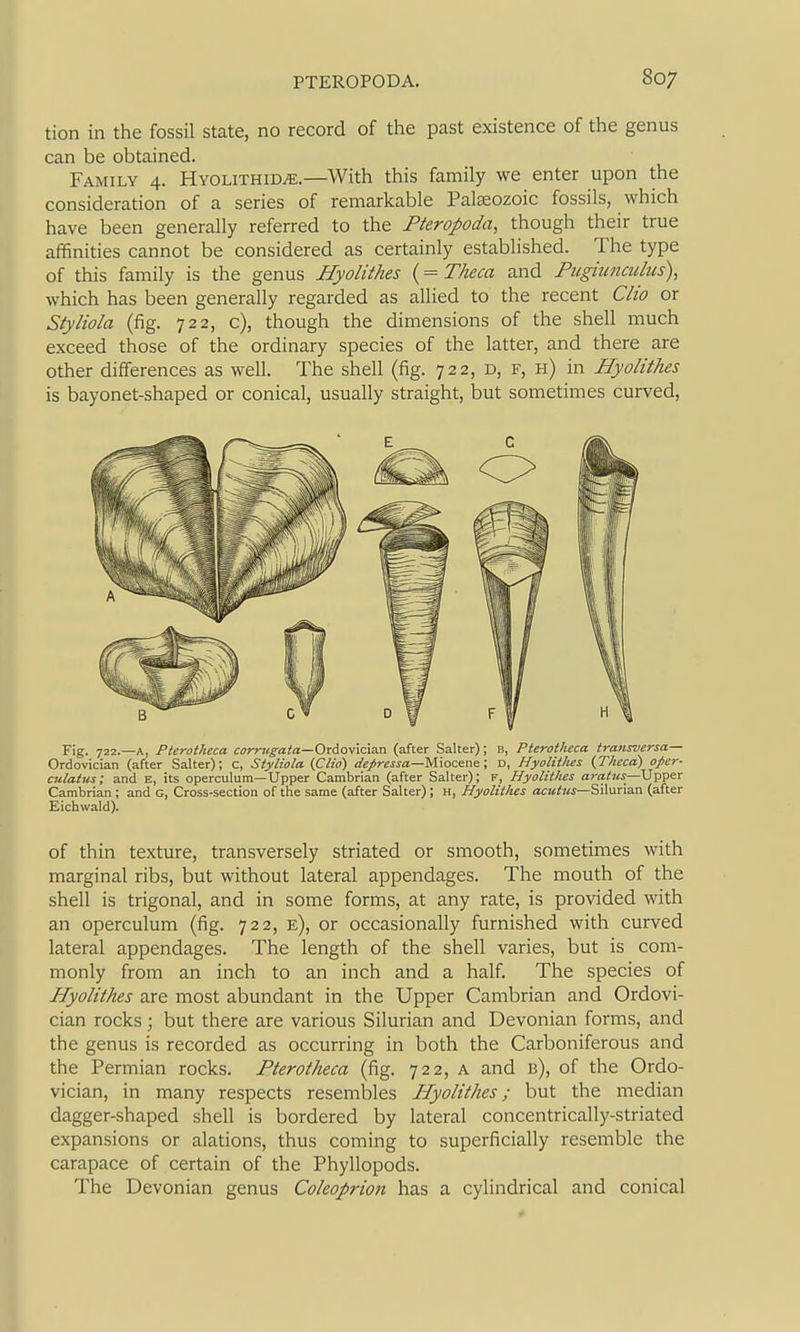 tion in the fossil state, no record of the past existence of the genus can be obtained. Family 4. Hyglithid^.—With this family we enter upon the consideration of a series of remarkable Paleozoic fossils, which have been generally referred to the Fteropoda, though their true affinities cannot be considered as certainly established. The type of this family is the genus Hyolithes (= Theca and Pugitinculus), which has been generally regarded as allied to the recent Clio or Styliola (fig. 722, c), though the dimensions of the shell much exceed those of the ordinary species of the latter, and there are other differences as well. The shell (fig. 722, d, f, h) in Hyolithes is bayonet-shaped or conical, usually straight, but sometimes curved, Fig. 722.—A, Pterotheca corrttgata—Ori.os\a.zxi (after Salter); b, Pterotheca transversa— Ordovician (after Salter); c, Styliola [Clio) Miocene; d, HyolWus {Theca) oper- culatus; and e, its operculum—Upper Cambrian (after Salter); f, Hyolithes aratus—Upper Cambrian ; and G, Cross-section of the same (after Salter); H, Hyolithes acutus—Silurian (after Eichwald). of thin texture, transversely striated or smooth, sometimes with marginal ribs, but without lateral appendages. The mouth of the shell is trigonal, and in some forms, at any rate, is provided with an operculum (fig. 722, e), or occasionally furnished with curved lateral appendages. The length of the shell varies, but is com- monly from an inch to an inch and a half. The species of Hyolithes are most abundant in the Upper Cambrian and Ordovi- cian rocks; but there are various Silurian and Devonian forms, and the genus is recorded as occurring in both the Carboniferous and the Permian rocks. Pterotheca (fig. 722, a and b), of the Ordo- vician, in many respects resembles Hyolithes; but the median dagger-shaped shell is bordered by lateral concentrically-striated expansions or alations, thus coming to superficially resemble the carapace of certain of the Phyllopods. The Devonian genus Coleoprioti has a cylindrical and conical