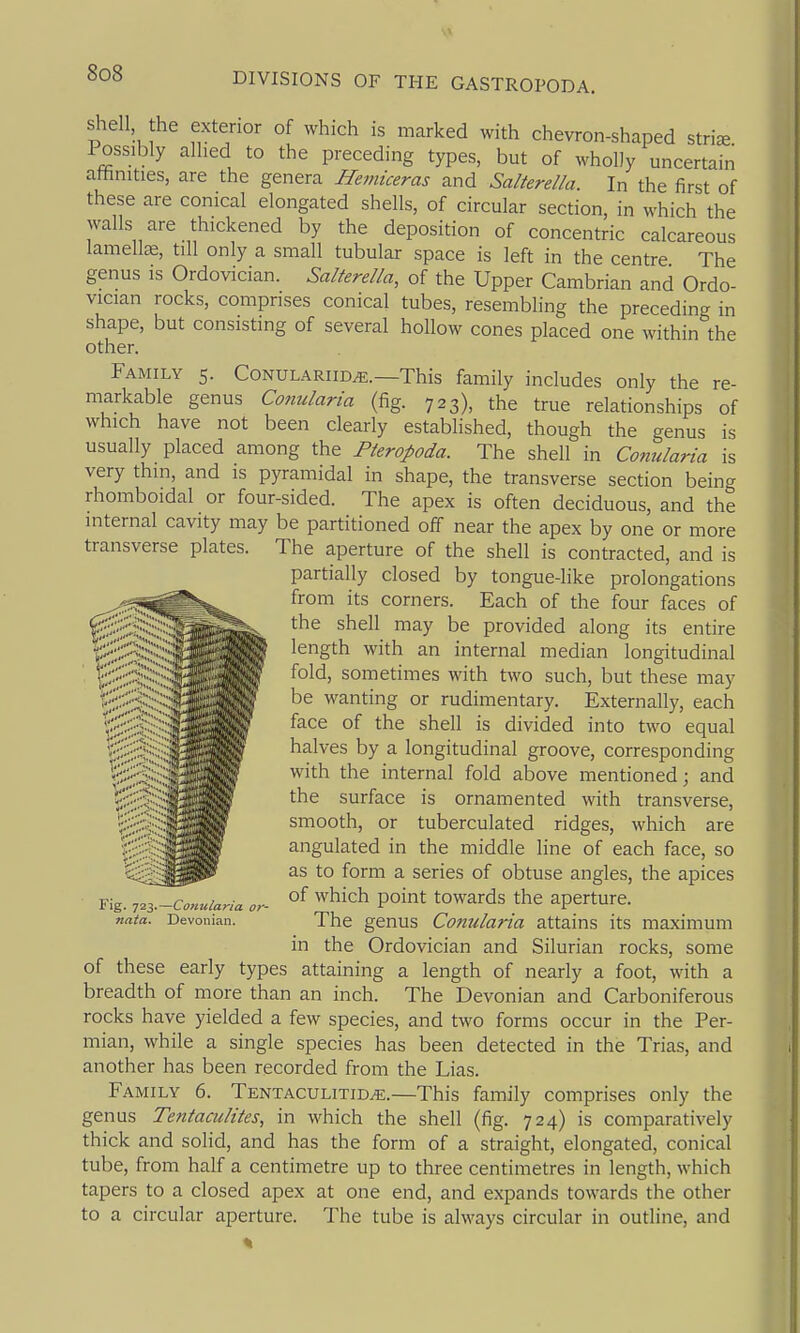 Shell he exterior of which is marked with chevron-shaped stris Possibly allied to the preceding types, but of wholly uncertain afhnities, are the genera Hemiceras and Salterella. In the first of these are conical elongated shells, of circular section, in which the walls are thickened by the deposition of concentric calcareous lamellos, till only a small tubular space is left in the centre The genus is Ordovician. Salterella, of the Upper Cambrian and Ordo- vician rocks, comprises conical tubes, resembling the preceding in shape, but consisting of several hollow cones placed one within the other. Family 5. Conulariid^.—This family includes only the re- markable genus Conularia (fig. 723), the true relationships of which have not been clearly established, though the genus is usually placed among the PteroJ>oda. The shell in Conularia is very thin, and is pyramidal in shape, the transverse section being rhomboidal or four-sided. The apex is often deciduous, and the internal cavity may be partitioned off near the apex by one or more transverse plates. The aperture of the shell is contracted, and is partially closed by tongue-like prolongations from its corners. Each of the four faces of the shell may be provided along its entire length with an internal median longitudinal fold, sometimes with two such, but these may be wanting or rudimentary. Externally, each face of the shell is divided into two equal halves by a longitudinal groove, corresponding with the internal fold above mentioned; and the surface is ornamented with transverse, smooth, or tuberculated ridges, which are angulated in the middle line of each face, so ^ _ as to form a series of obtuse angles, the apices Fig. n.^.-Conuiaria or- '^^^^^ Poi^* towards the aperture. nata. Devonian. The gcnus CoHularia attains its maximum in the Ordovician and Silurian rocks, some of these early types attaining a length of nearly a foot, with a breadth of more than an inch. The Devonian and Carboniferous rocks have yielded a few species, and two forms occur in the Per- mian, while a single species has been detected in the Trias, and another has been recorded from the Lias. Family 6. Tentaculitid^.—This family comprises only the genus Tentaculites, in which the shell (fig. 724) is comparatively thick and solid, and has the form of a straight, elongated, conical tube, from half a centimetre up to three centimetres in length, which tapers to a closed apex at one end, and expands towards the other to a circular aperture. The tube is always circular in oudine, and