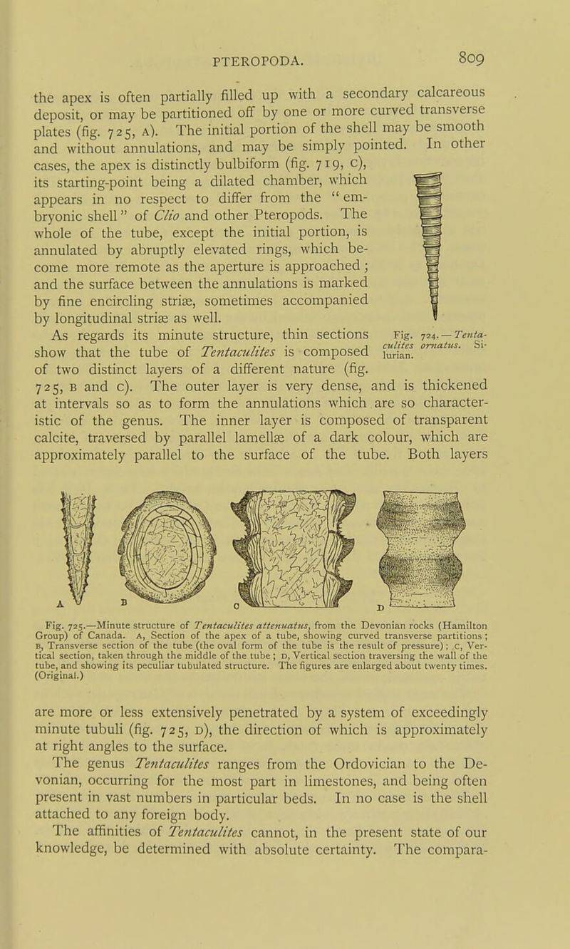 the apex is often partially filled up with a secondary calcareous deposit, or may be partitioned off by one or more curved transverse plates (fig. 725, a). The initial portion of the shell may be smooth and without annulations, and may be simply pointed. In other cases, the apex is distinctly bulbiform (fig. 719, c), its starting-point being a dilated chamber, which appears in no respect to differ from the  em- bryonic shell of Clio and other Pteropods. The whole of the tube, except the initial portion, is annulated by abruptly elevated rings, which be- come more remote as the aperture is approached; and the surface between the annulations is marked by fine encircling strise, sometimes accompanied by longitudinal striae as well. As regards its minute structure, thin sections Fig. Ti^. — Tenta- show that the tube of Tentaculites is composed lurLn! of two distinct layers of a different nature (fig. 725, B and c). The outer layer is very dense, and is thickened at intervals so as to form the annulations which are so character- istic of the genus. The inner layer is composed of transparent calcite, traversed by parallel lamellse of a dark colour, which are approximately parallel to the surface of the tube. Both layers Fig. 725.—Minute structure of Tentaculites atienuatits, from the Devonian rocks (Hamilton Group) of Canada. A, Section of the apex of a tube, showing curved transverse partitions ; B, Transverse section of the tube (the oval form of the tube is the result of pressure); c, Ver- tical section, taken through the middle of the tube ; d, Vertical section traversmg the wall of the tube, and showing its peculiar tubulated structure. Tlie figures are enlarged about twenty times. (Original.) are more or less extensively penetrated by a system of exceedingly minute tubuli (fig. 725, d), the direction of which is approximately at right angles to the surface. The genus Tentaculites ranges from the Ordovician to the De- vonian, occurring for the most part in limestones, and being often present in vast numbers in particular beds. In no case is the shell attached to any foreign body. The affinities of Tentaculites cannot, in the present state of our knowledge, be determined with absolute certainty. The compara-