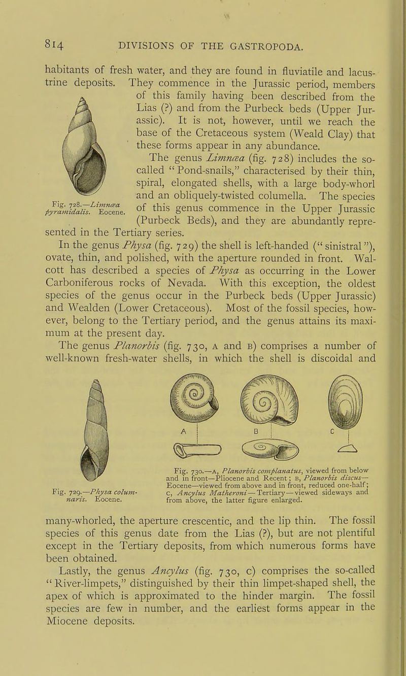 habitants of fresh water, and they are found in fluviatile and lacus- trine deposits. They commence in the Jurassic period, members of this family having been described from the Lias (?) and from the Purbeck beds (Upper Jur- assic). It is not, however, until we reach the base of the Cretaceous system (Weald Clay) that these forms appear in any abundance. The genus Limnaa (fig. 728) includes the so- called  Pond-snails, characterised by their thin, spiral, elongated shells, with a large body-whorl and an obliquely-twisted columella. The species ;JL«ij!&.^ Eocene. ^his gcnus commencc in the Upper Jurassic (Purbeck Beds), and they are abundantly repre- sented in the Tertiary series. In the genus Fhysa (fig. 729) the shell is left-handed ( sinistral), ovate, thin, and polished, with the aperture rounded in front. Wal- cott has described a species of Fhysa as occurring in the Lower Carboniferous rocks of Nevada. With this exception, the oldest species of the genus occur in the Purbeck beds (Upper Jurassic) and Wealden (Lower Cretaceous). Most of the fossil species, how- ever, belong to the Tertiary period, and the genus attains its maxi- mum at the present day. The genus Planorbis (fig. 730, a and b) comprises a number of well-known fresh-water shells, in which the shell is discoidal and Eocene—viewed from above and in front, reduced one-half; Fig. y2<j.—Pkysa colum- c, Ancvlus Mal/ieroni — Tettisiry—viewed sideways and naris. Eocene. from above, the latter figure enlarged. many-whorled, the aperture crescentic, and the lip thin. The fossil species of this genus date from the Lias (?), but are not plentiful except in the Tertiary deposits, from which numerous forms have been obtained. Lastly, the genus Ancylus (fig. 730, c) comprises the so-called  River-limpets, distinguished by their thin limpet-shaped shell, the apex of which is approximated to the hinder margin. The fossil species are few in number, and the earliest forms appear in the Miocene deposits.
