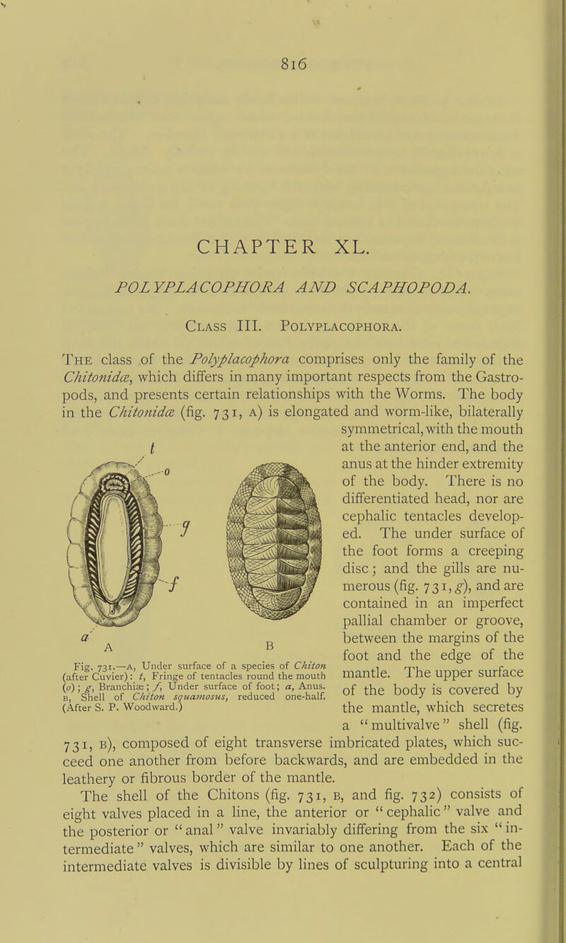 CHAPTER XL. POLYPLACOPHORA AND SCAPHOPODA. Class III. Polyplacophora. The class of the Polyplacophora comprises only the family of the ChitonidcB, which differs in many important respects from the Gastro- pods, and presents certain relationships with the Worms. The body in the Chitonida. (fig. 731, a) is elongated and worm-like, bilaterally symmetrical, with the mouth [ at the anterior end, and the anus at the hinder extremity of the body. There is no differentiated head, nor are cephalic tentacles develop- ed. The under surface of the foot forms a creeping disc; and the gills are nu- merous (fig. 731,^), and are contained in an imperfect pallial chamber or groove, between the margins of the foot and the edge of the mantle. The upper surface of the body is covered by the mantle, which secretes a multivalve shell (fig. 731, b), composed of eight transverse imbricated plates, which suc- ceed one another from before backwards, and are embedded in the leathery or fibrous border of the mantle. The shell of the Chitons (fig. 731, b, and fig. 732) consists of eight valves placed in a line, the anterior or cephalic valve and the posterior or anal valve invariably differing from the six in- termediate valves, which are similar to one another. Each of the intermediate valves is divisible by lines of sculpturing into a central A B Fig. 731.—A, Under surface of a species of Chiton (after Cuvier): t, Fringe of tentacles round the mouth \o) ; g. Branchiae; f, Under surface of foot; a. Anus. B, Shell of Chiton squamosus, reduced one-half. (After S. P. Woodward.)