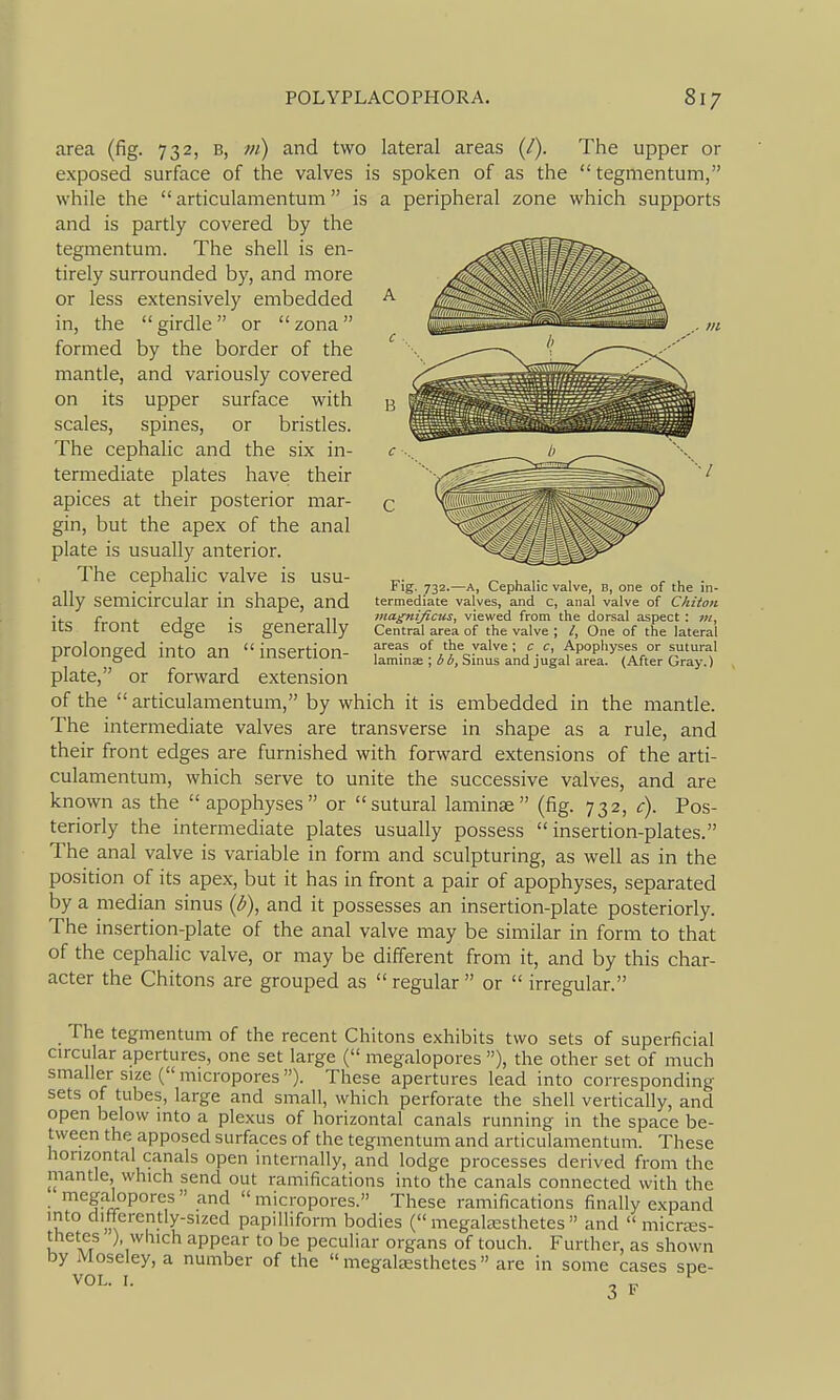 C ■: Fig. 732.—A, Cephalic valve, B, one of the in- termediate valves, and c, anal valve of Chiton magnificus, viewed from the dorsal aspect : Central area of the valve ; One of the lateral areas of the valve ; c Apophyses or sutural laminae ; bb. Sinus and jugal area. (After Gray.) area (fig. 732, b, ;//) and two lateral areas (/). The upper or exposed surface of the valves is spoken of as the tegmentum, while the articulamentum is a peripheral zone which supports and is partly covered by the tegmentum. The shell is en- tirely surrounded by, and more or less extensively embedded in, the girdle or zona formed by the border of the mantle, and variously covered on its upper surface with scales, spines, or bristles. The cephalic and the six in- termediate plates have their apices at their posterior mar- gin, but the apex of the anal plate is usually anterior. The cephalic valve is usu- ally semicircular in shape, and its front edge is generally prolonged into an insertion- plate, or forward extension of the articulamentum, by which it is embedded in the mantle. The intermediate valves are transverse in shape as a rule, and their front edges are furnished with forward extensions of the arti- culamentum, which serve to unite the successive valves, and are known as the apophyses or sutural laminae (fig. 732, c). Pos- teriorly the intermediate plates usually possess insertion-plates. The anal valve is variable in form and sculpturing, as well as in the position of its apex, but it has in front a pair of apophyses, separated by a median sinus {b), and it possesses an insertion-plate posteriorly. The insertion-plate of the anal valve may be similar in form to that of the cephalic valve, or may be different from it, and by this char- acter the Chitons are grouped as regular or irregular. The tegmentum of the recent Chitons exhibits two sets of superficial circular apertures, one set large ( megalopores ), the other set of much smaller size (micropores). These apertures lead into corresponding sets of tubes, large and small, which perforate the shell vertically, and open below into a plexus of horizontal canals running in the space be- tween the apposed surfaces of the tegmentum and articulamentum. These horizontal canals open internally, and lodge processes derived from the mantle, which send out ramifications into the canals connected with the megalopores and micropores. These ramifications finally expand into differently-sized papilliform bodies ( megala;sthetes and micnes- thetes ), which appear to be peculiar organs of touch. Further, as shown by Moseley, a number of the megalssthetes are in some cases spe- 3 P P