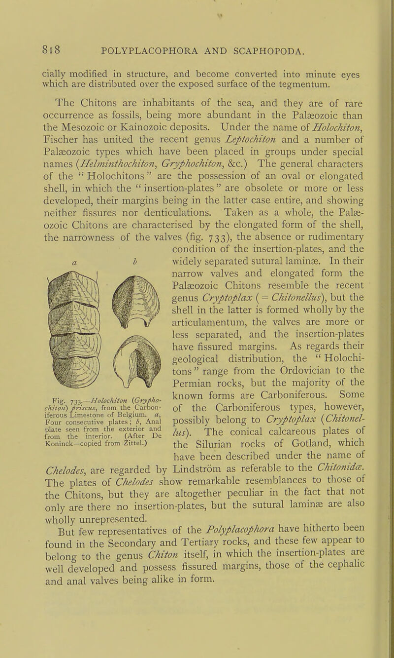 cially modified in structure, and become converted into minute eyes which are distributed over the exposed surface of the tegmentum. The Chitons are inhabitants of the sea, and they are of rare occurrence as fossils, being more abundant in the Palaeozoic than the Mesozoic or Kainozoic deposits. Under the name oi Holochiton, Fischer has united the recent genus Leptochiton and a number of Palaeozoic types which have been placed in groups under special names {Helminthochitofi, Gryphochiton, &c.) The general characters of the  Holochitons  are the possession of an oval or elongated shell, in which the  insertion-plates  are obsolete or more or less developed, their margins being in the latter case entire, and showing neither fissures nor denticulations. Taken as a whole, the Palse- ozoic Chitons are characterised by the elongated form of the shell, the narrowness of the valves (fig. 733), the absence or rudimentary condition of the insertion-plates, and the widely separated sutural laminae. In their narrow valves and elongated form the Palaeozoic Chitons resemble the recent genus Cryptoplax ( = Chito7iellus), but the shell in the latter is formed wholly by the articulamentum, the valves are more or less separated, and the insertion-plates have fissured margins. As regards their geological distribution, the  Holochi- tons  range from the Ordovician to the Permian rocks, but the majority of the known forms are Carboniferous. Some of the Carboniferous types, however, possibly belong to Cryptoplax {Chitonel- lus). The conical calcareous plates of the Silurian rocks of Gotland, which have been described under the name of Chelodes, are regarded by Lindstrom as referable to the Chitonidce. The plates of Chelodes show remarkable resemblances to those of the Chitons, but they are altogether peculiar in the fact that not only are there no insertion-plates, but the sutural laminas are also wholly unrepresented. But few representatives of the Polyplacophora have hitherto been found in the Secondary and Tertiary rocks, and these few appear to belong to the genus Chiton itself, in which the insertion-plates are well developed and possess fissured margins, those of the cephalic and anal valves being alike in form. Fig. 733.—Holochiton {Gryfiho- chitoii) priscus, from the Carbon- iferous Limestone of Belgium, a. Four consecutive plates; b. Anal plate seen from the exterior and from the interior. (After De Koninck—copied from Zittel.)