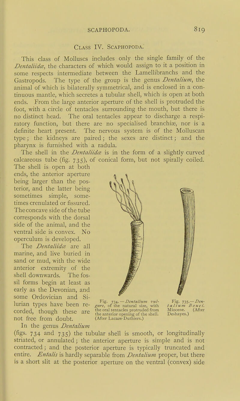 Class IV. Scaphopoda. This class of Molluscs includes only the single family of the DentaliidcE, the characters of which would assign to it a position in some respects intermediate between the Lamellibranchs and the Gastropods. The type of the group is the genus Dentaltwtt, the animal of which is bilaterally symmetrical, and is enclosed in a con- tinuous mantle, which secretes a tubular shell, which is open at both ends. From the large anterior aperture of the shell is protruded the foot, with a circle of tentacles surrounding the mouth, but there is no distinct head. The oral tentacles appear to discharge a respi- ratory function, but there are no specialised branchiae, nor is a definite heart present. The nervous system is of the Molluscan type; the kidneys are paired; the sexes are distinct; and the pharynx is furnished with a radula. The shell in the Dentaliidce is in the form of a slightly curved calcareous tube (fig. 735), of conical form, but not spirally coiled. The shell is open at both ends, the anterior aperture being larger than the pos- terior, and the latter being sometimes simple, some- times crenulated or fissured. The concave side of the tube corresponds with the dorsal side of the animal, and the ventral side is convex. No operculum is developed. The Dentaliida are all marine, and live buried in sand or mud, with the wide anterior extremity of the shell downwards. The fos- sil forms begin at least as early as the Devonian, and some Ordovician and Si- lurian types have been re- _ rrirrlprl fVir>iirrl-i tVioco nt-o the oral tentacles protruded from Miocene. (Aft COraea, tnougn tnese are the anterior opening of the shell. Deshayes.) not free from doubt. (After Lacaze Duthiers.) In the genus Dentalium (figs. 734 and 735) the tubular shell is smooth, or longitudinally striated, or annulated; the anterior aperture is simple and is not contracted; and the posterior aperture is typically truncated and entire. Entalis is hardly separable from Dentalium proper, but there is a short slit at the posterior aperture on the ventral (convex) side Fig. 734.—Dcntalhini vul- gare, of the natural size, with Fig- ms—Den- talium Bone i. ter